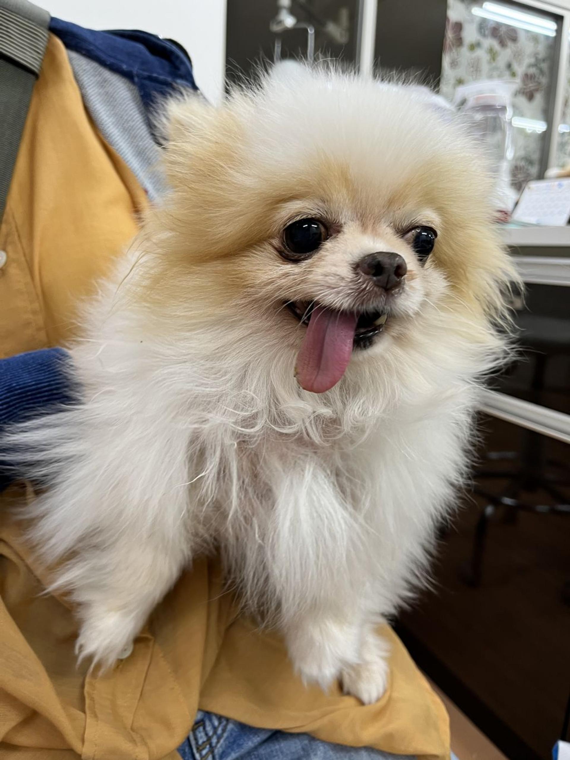 pet-image-2