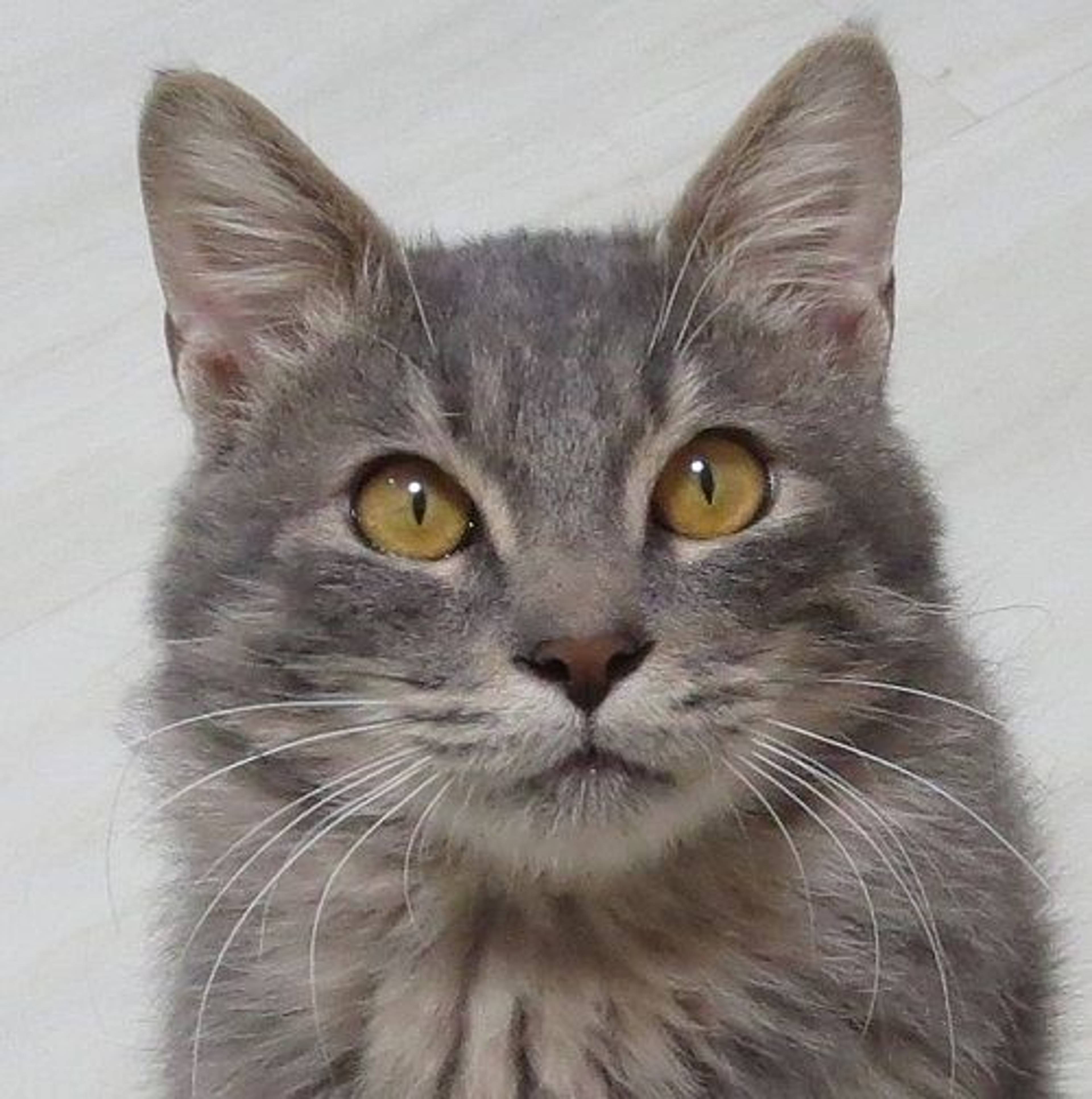 雑種（ミックス猫）・オスの里親募集の写真