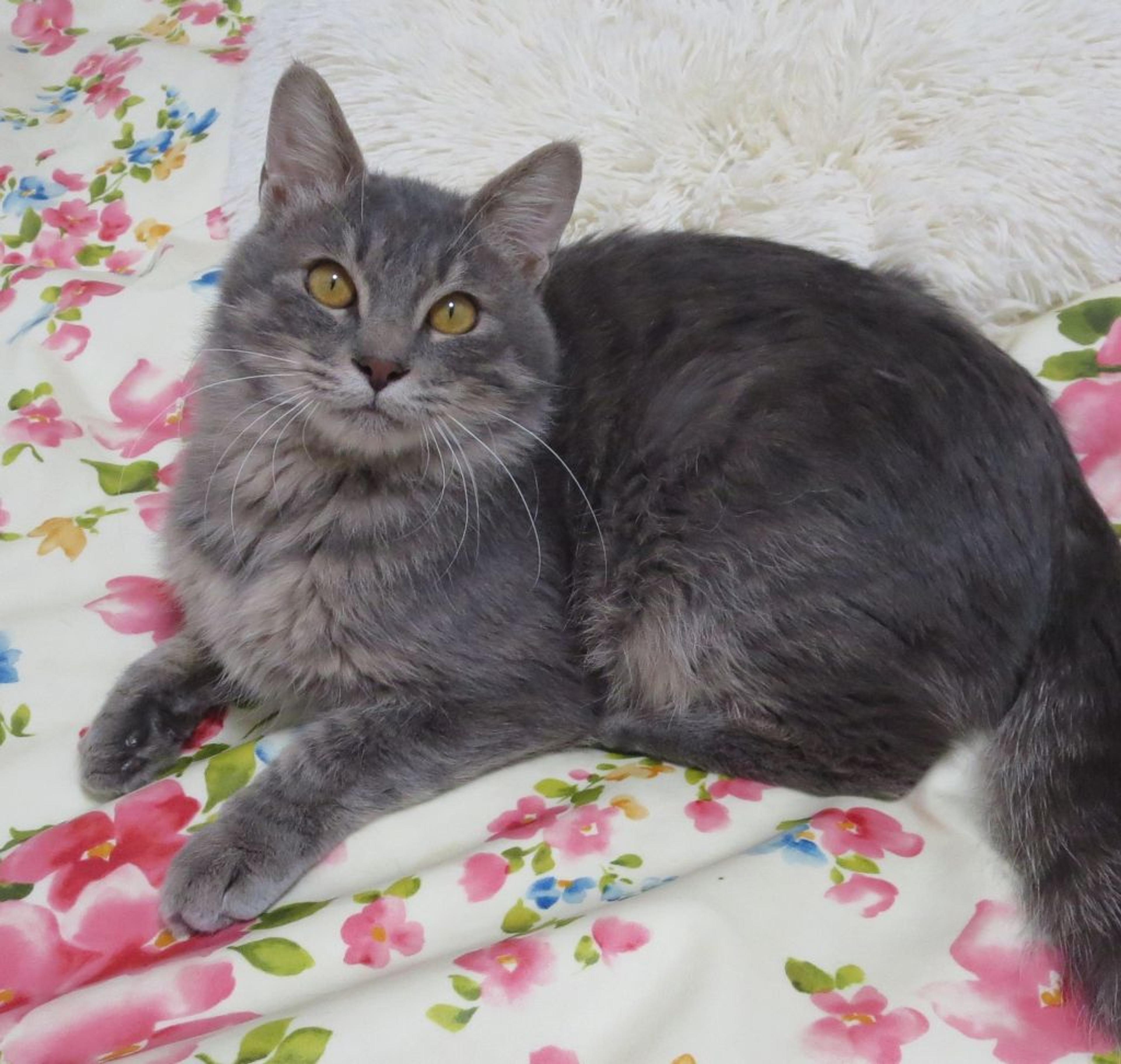 pet-image-2