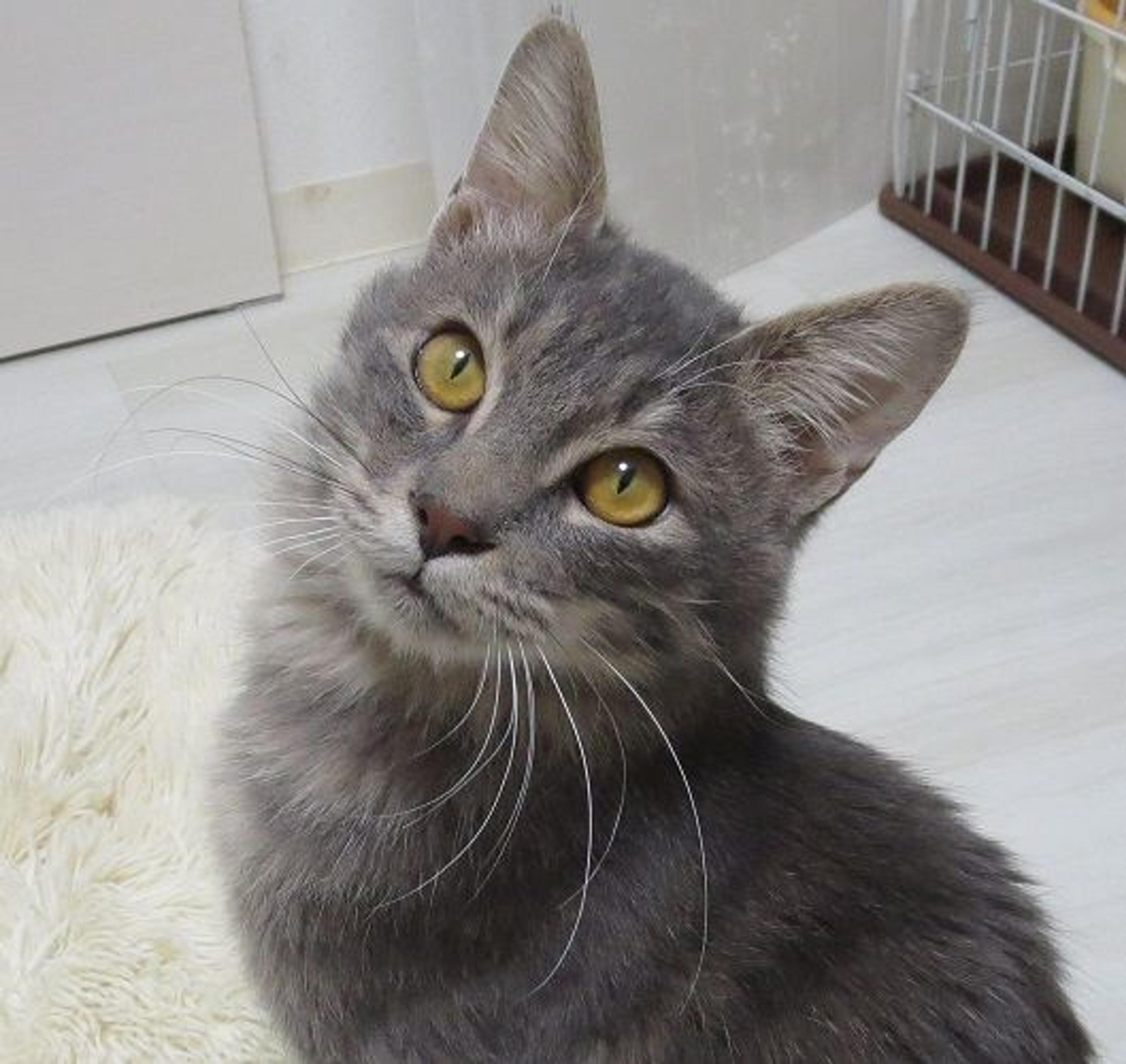 pet-image-3