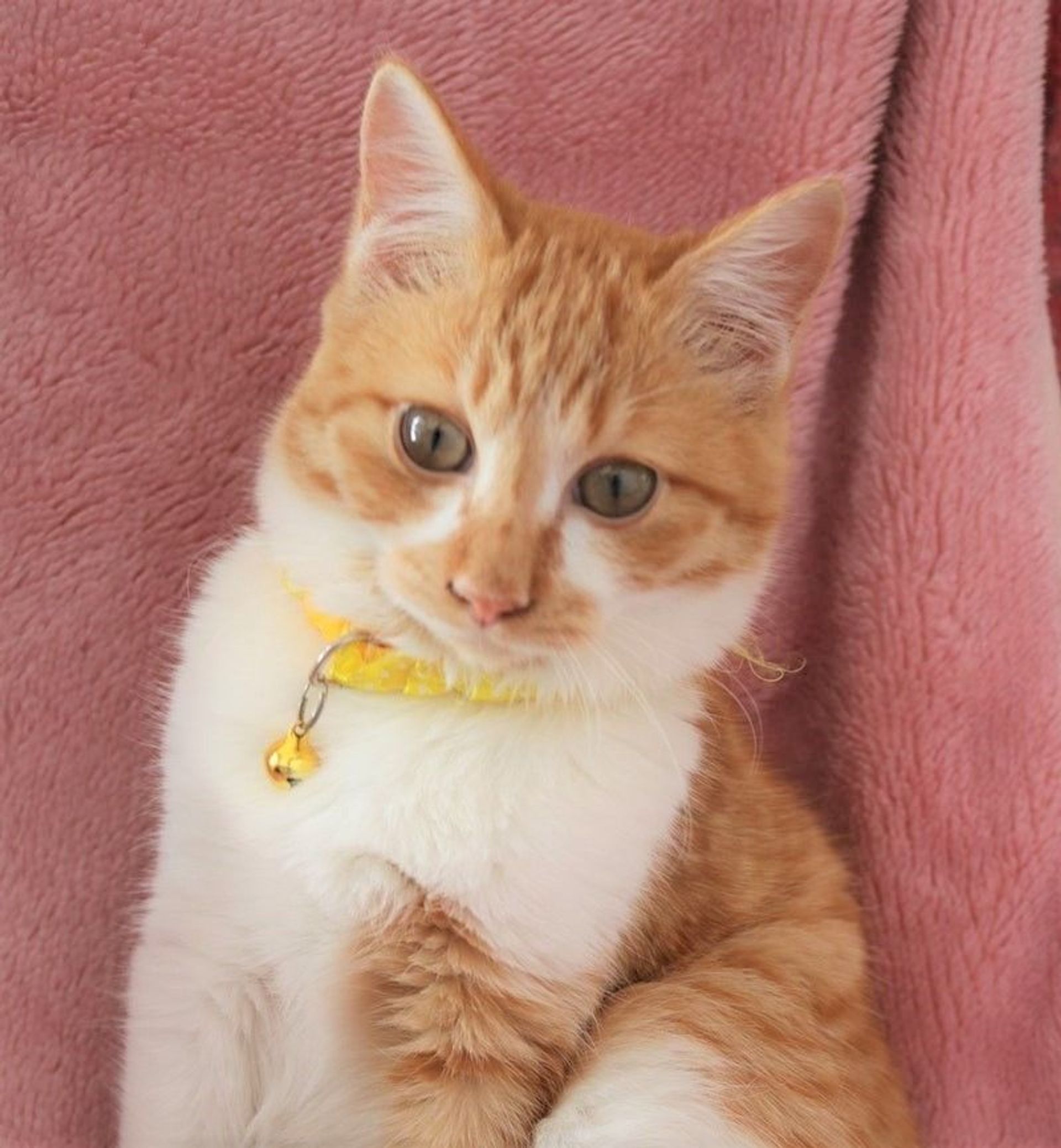 雑種（ミックス猫）・オスの里親募集の写真