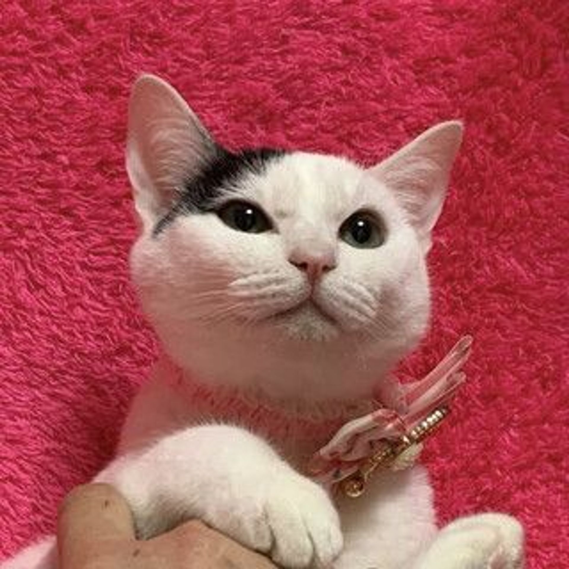 雑種（ミックス猫）・メスの里親募集の写真