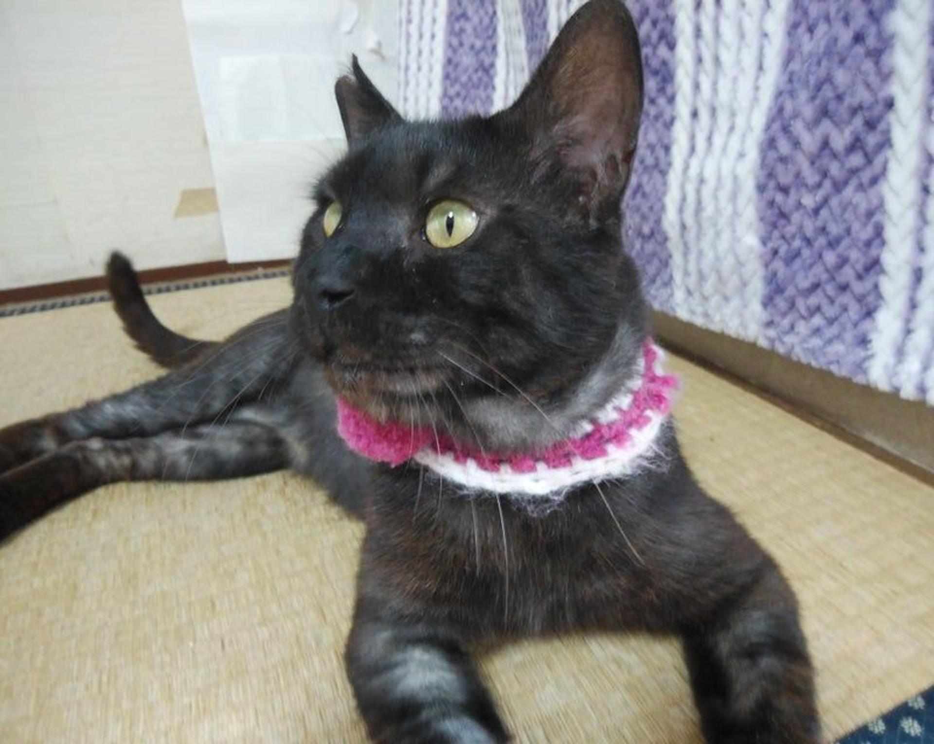 pet-image-2