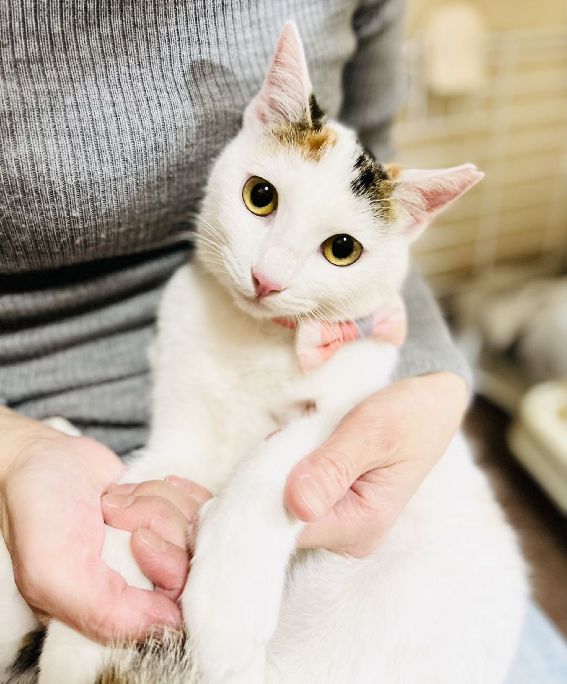 雑種（ミックス猫）・メスの里親募集の写真