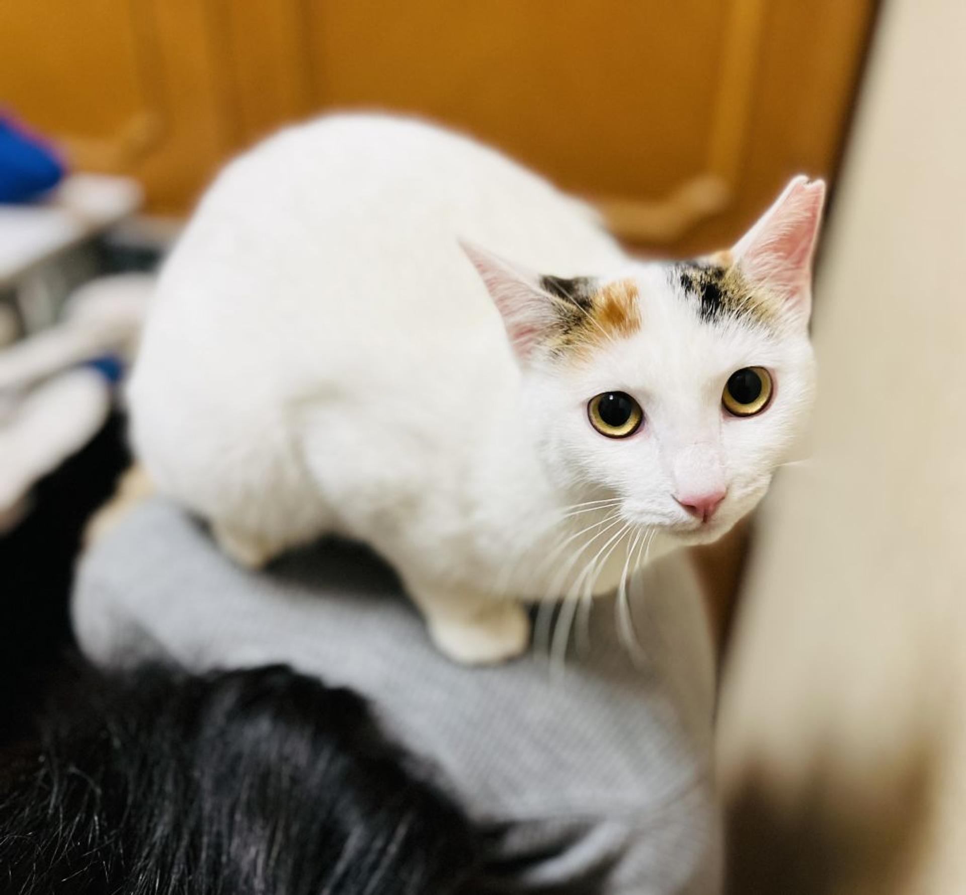 pet-image-3
