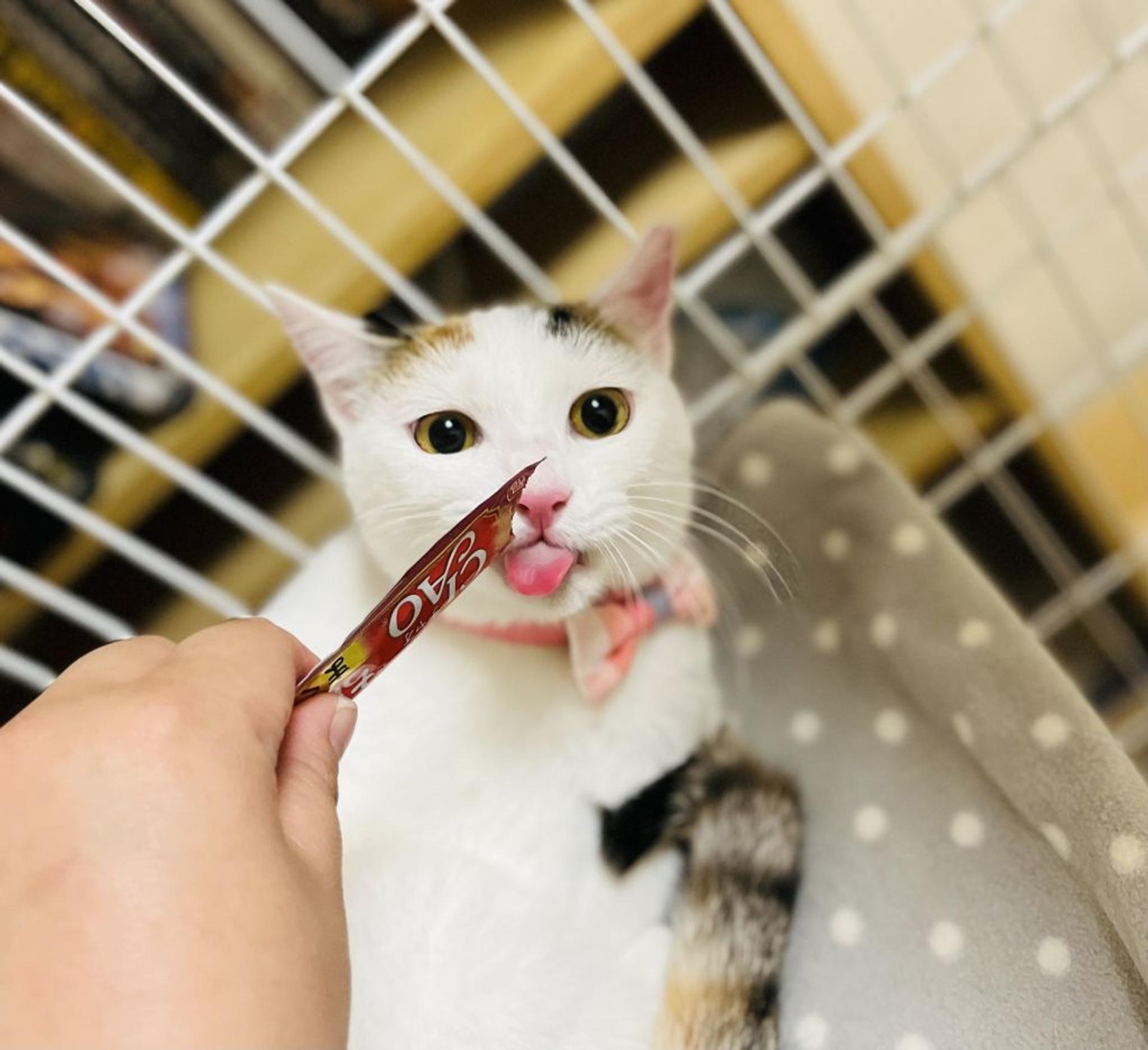 pet-image-4