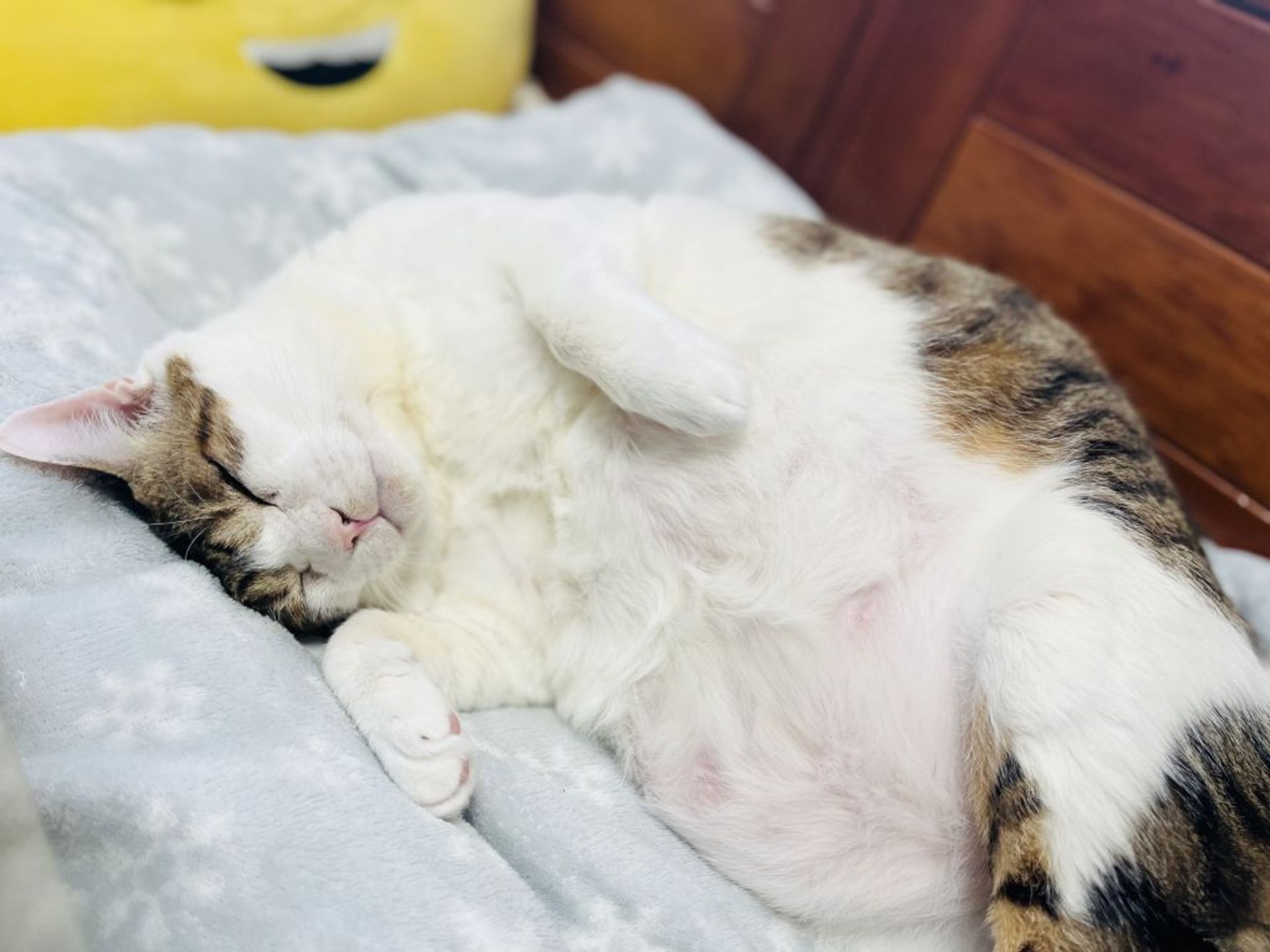 雑種（ミックス猫）・オスの里親募集の写真