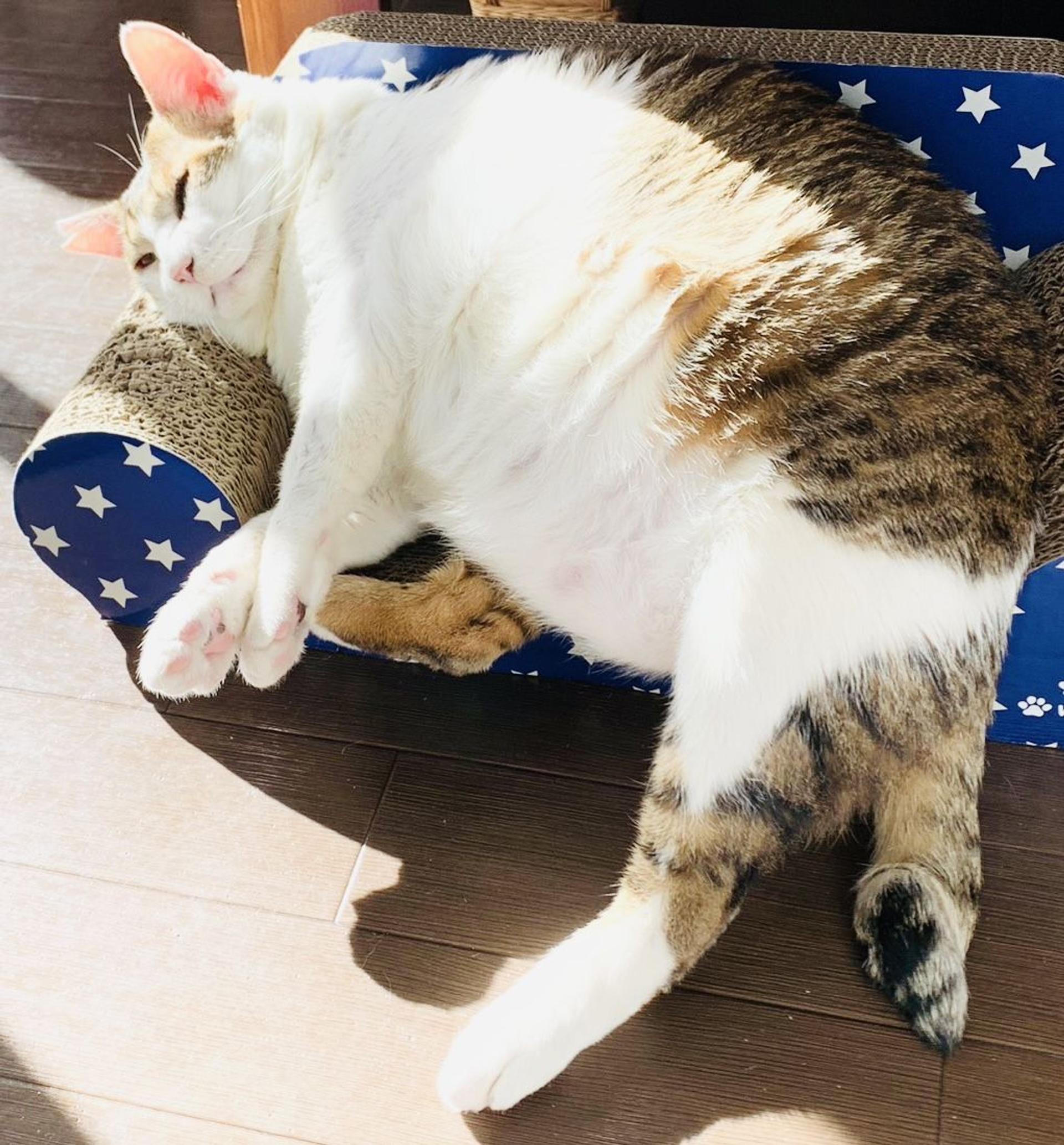 pet-image-2