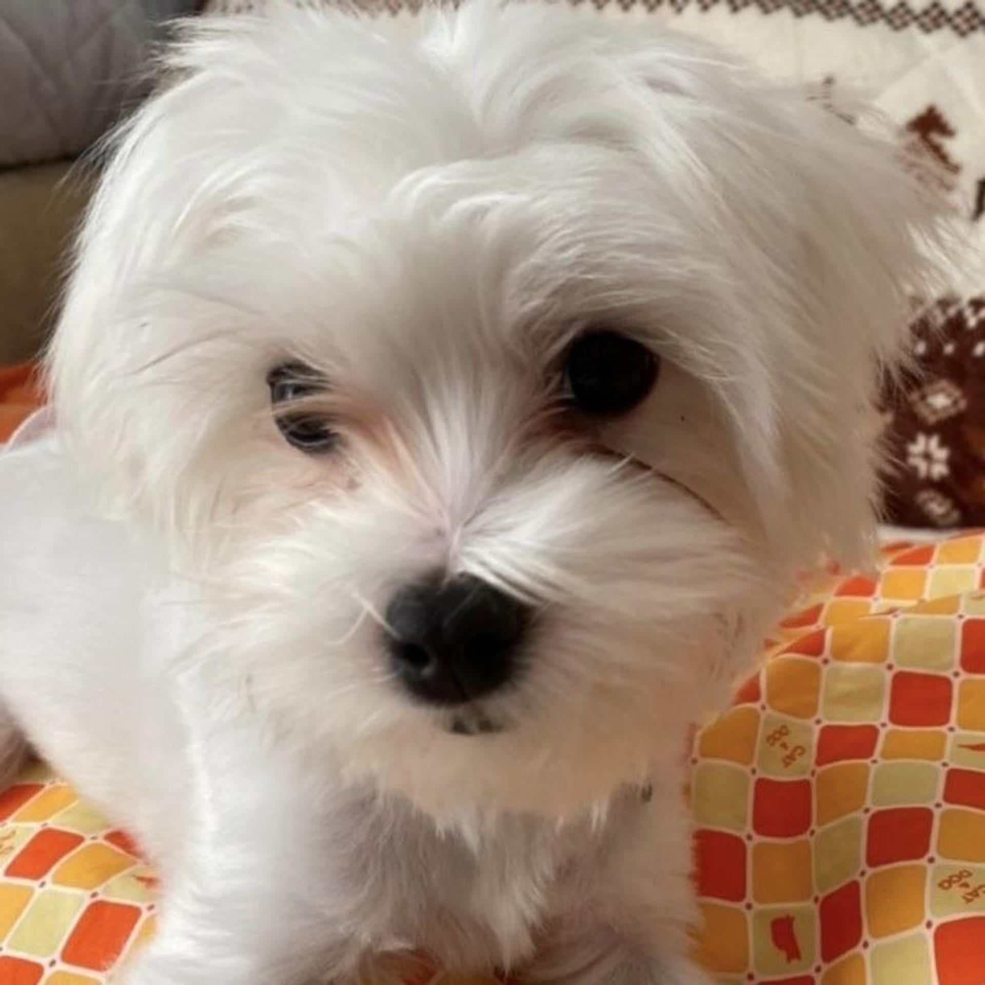pet-image-2