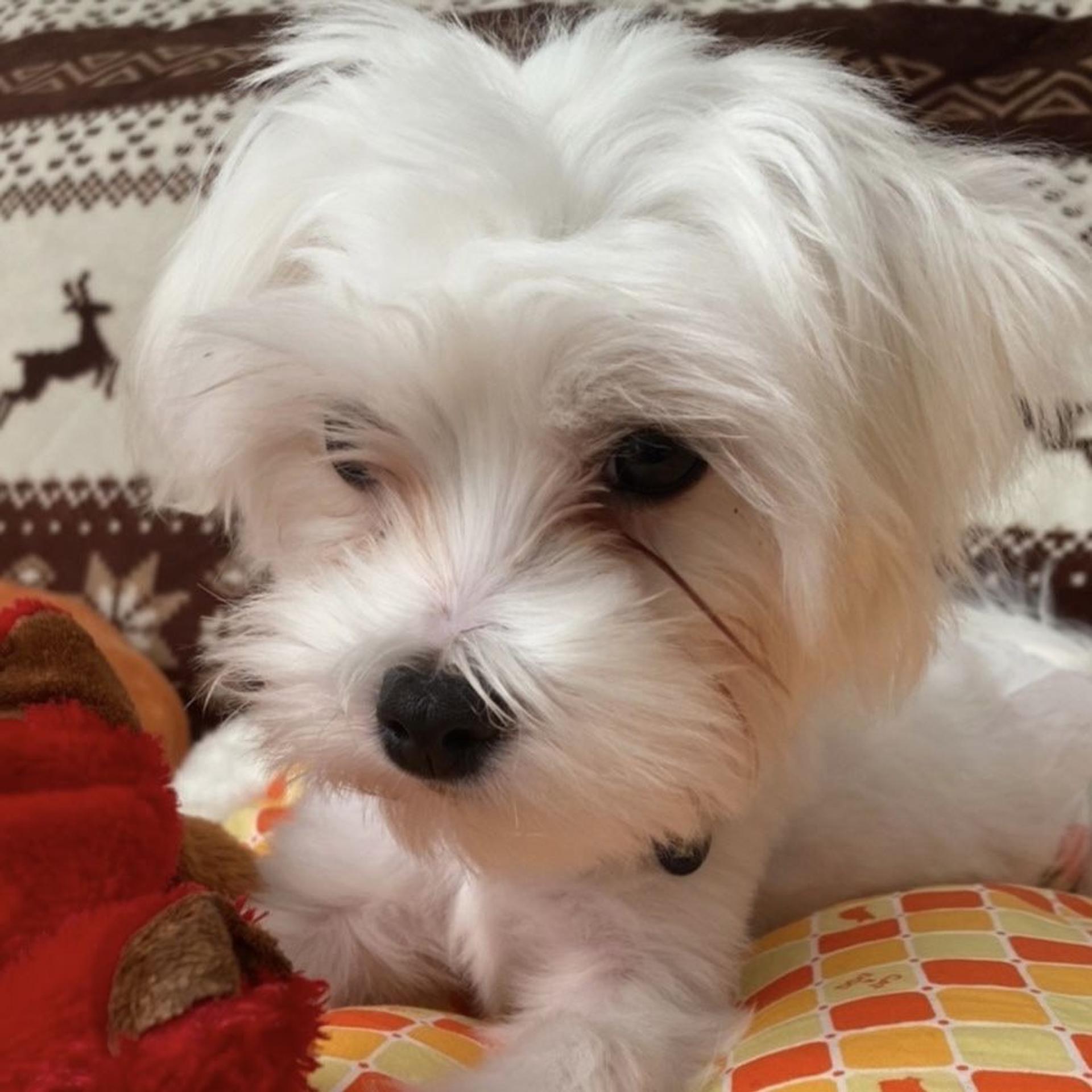 pet-image-3