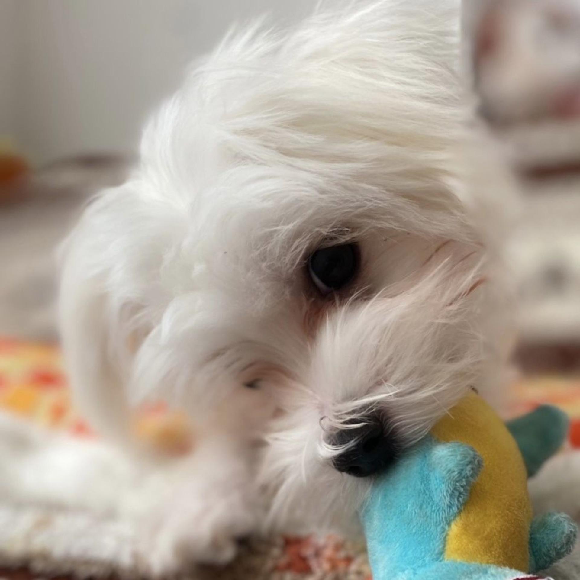 pet-image-4