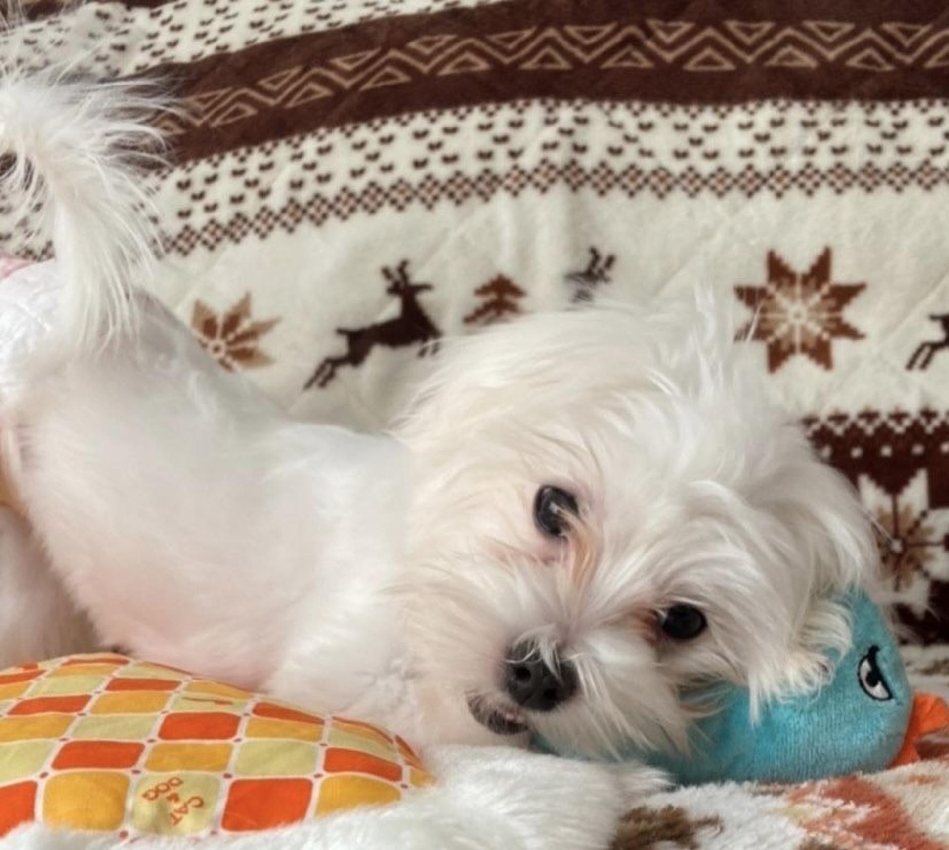 pet-image-5