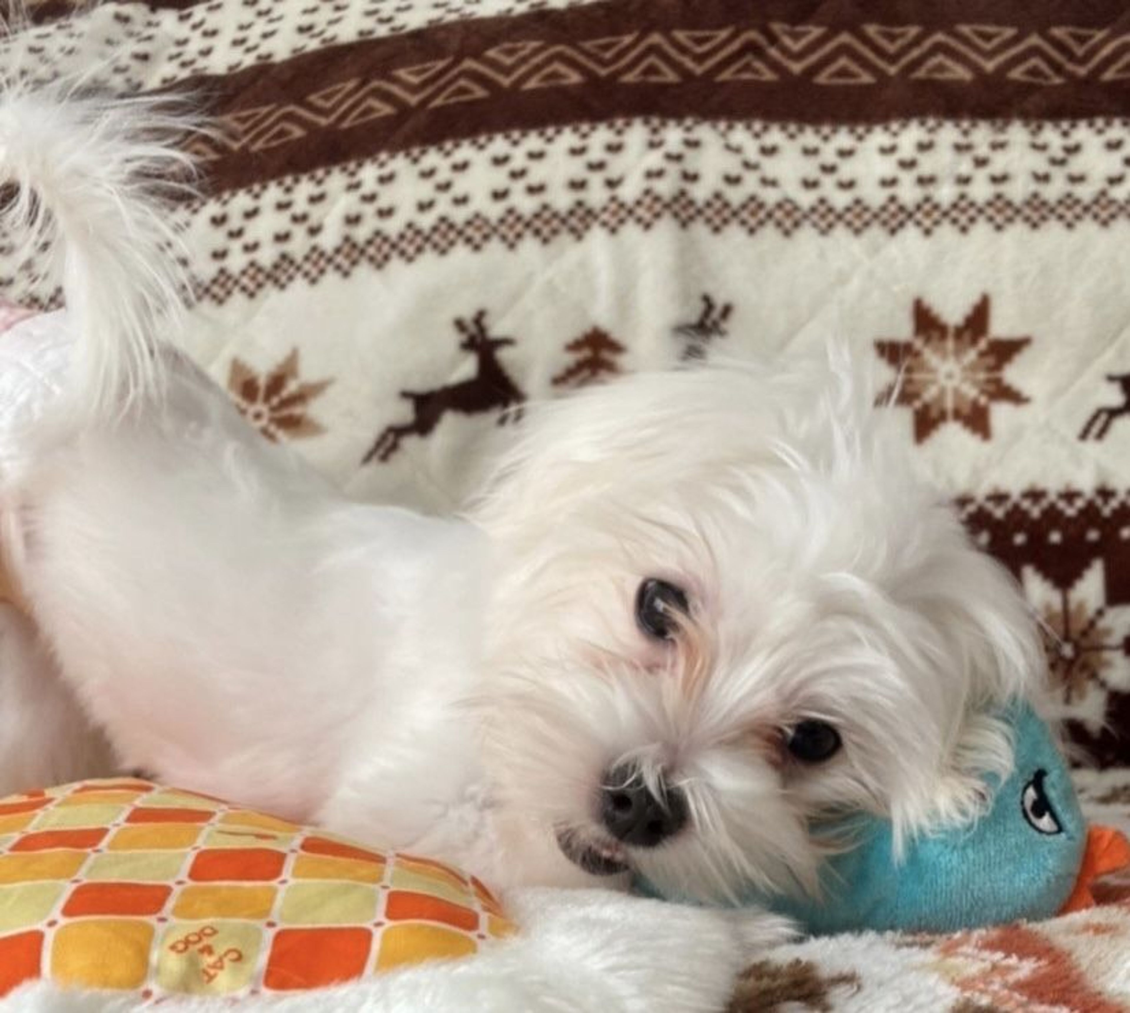 pet-image-5