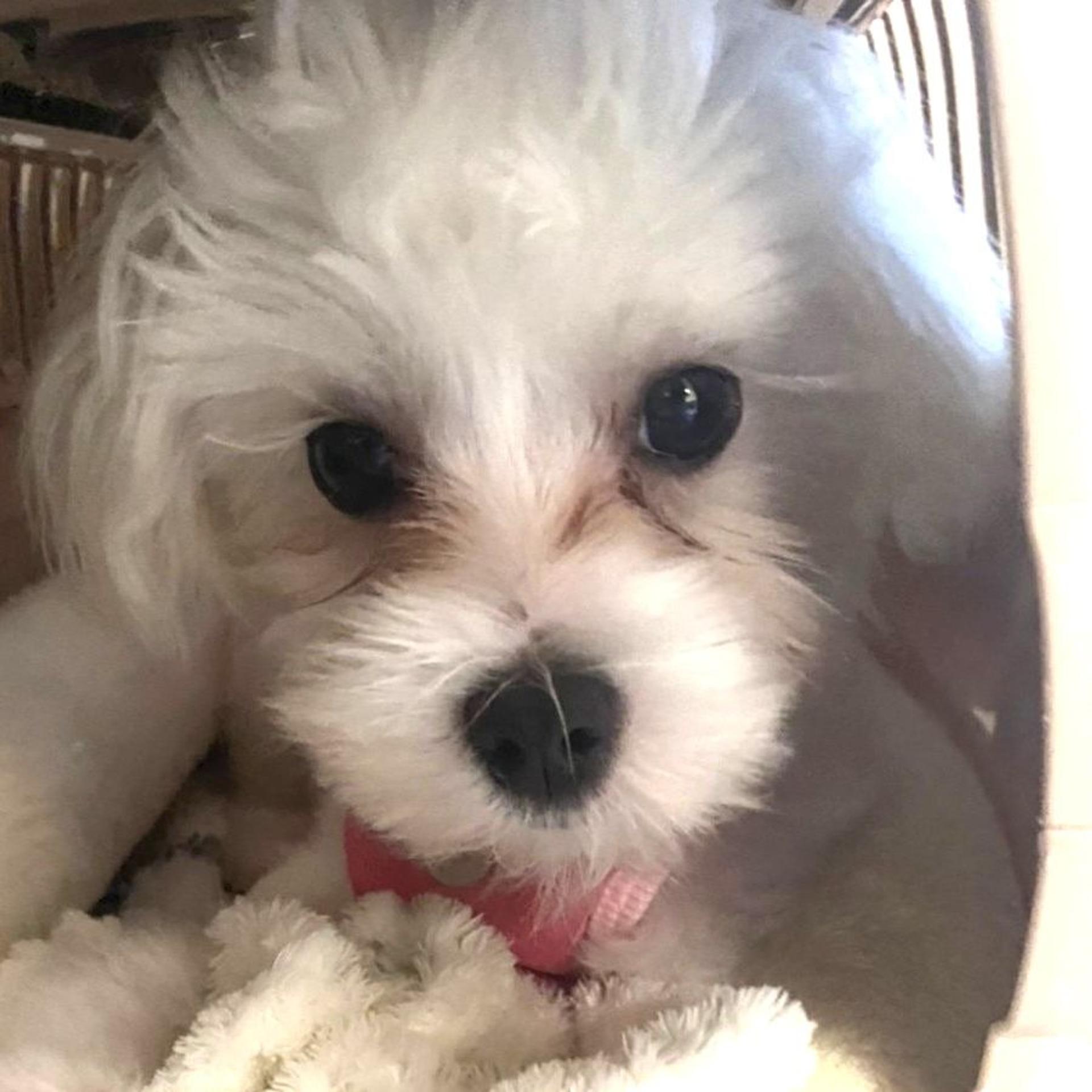 pet-image-6