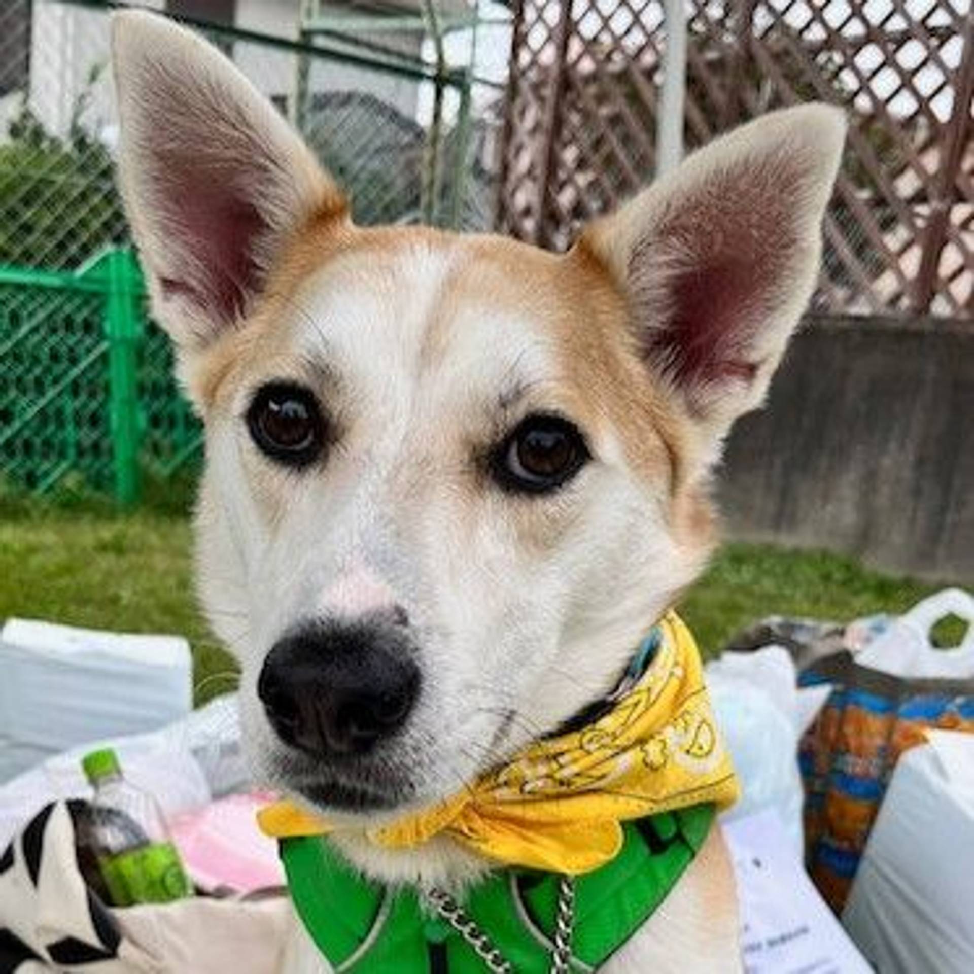 雑種（ミックス犬）・オスの里親募集の写真