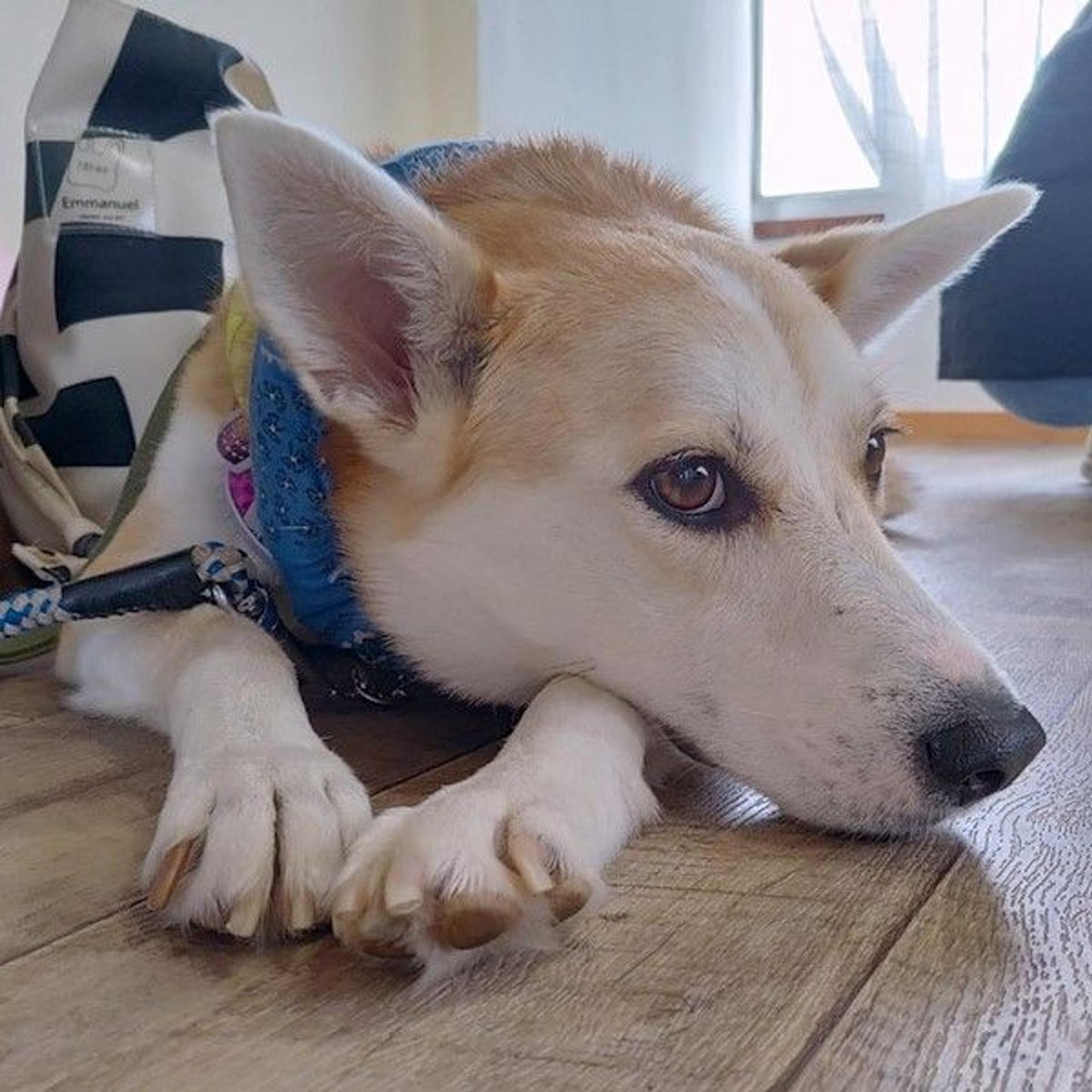 pet-image-3