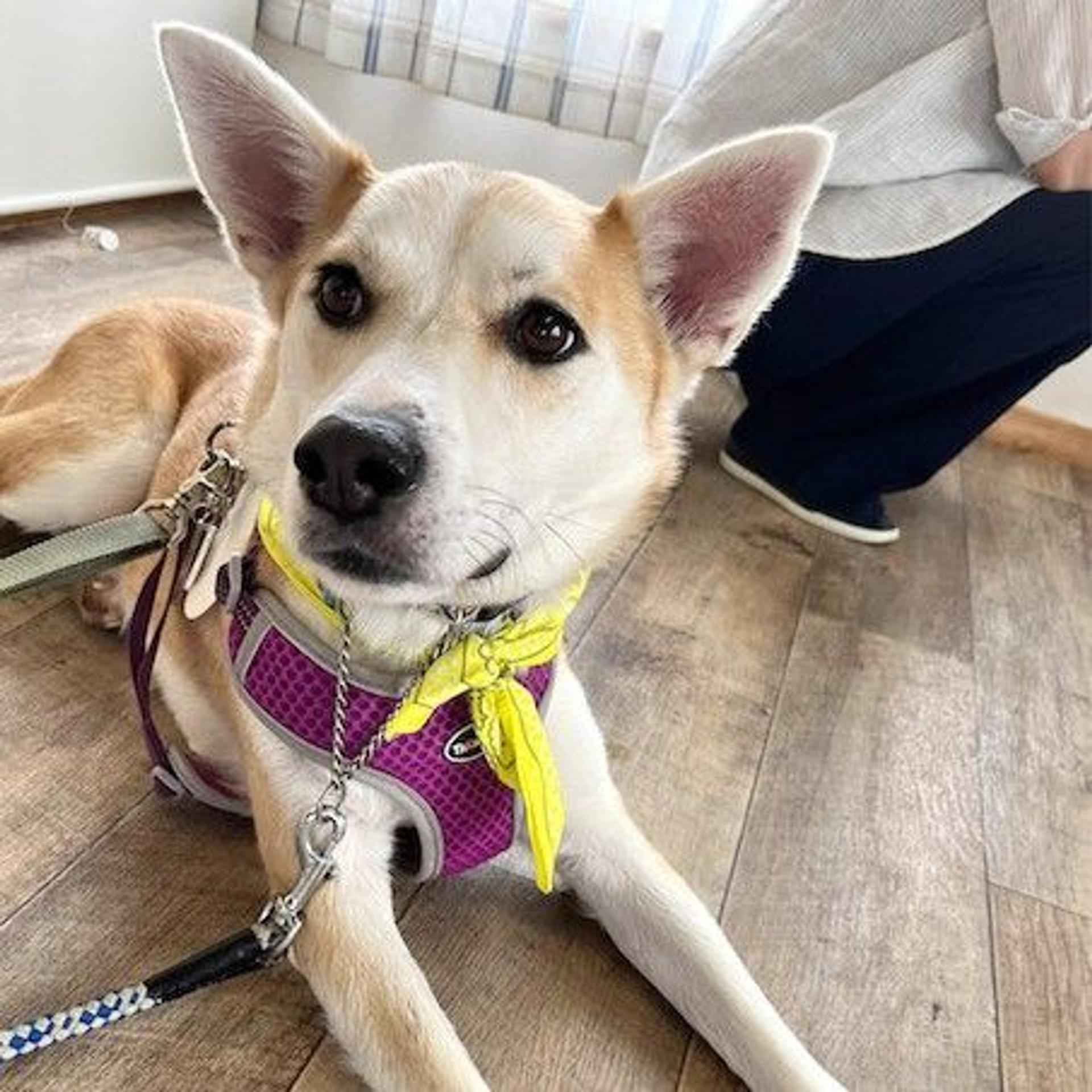pet-image-4