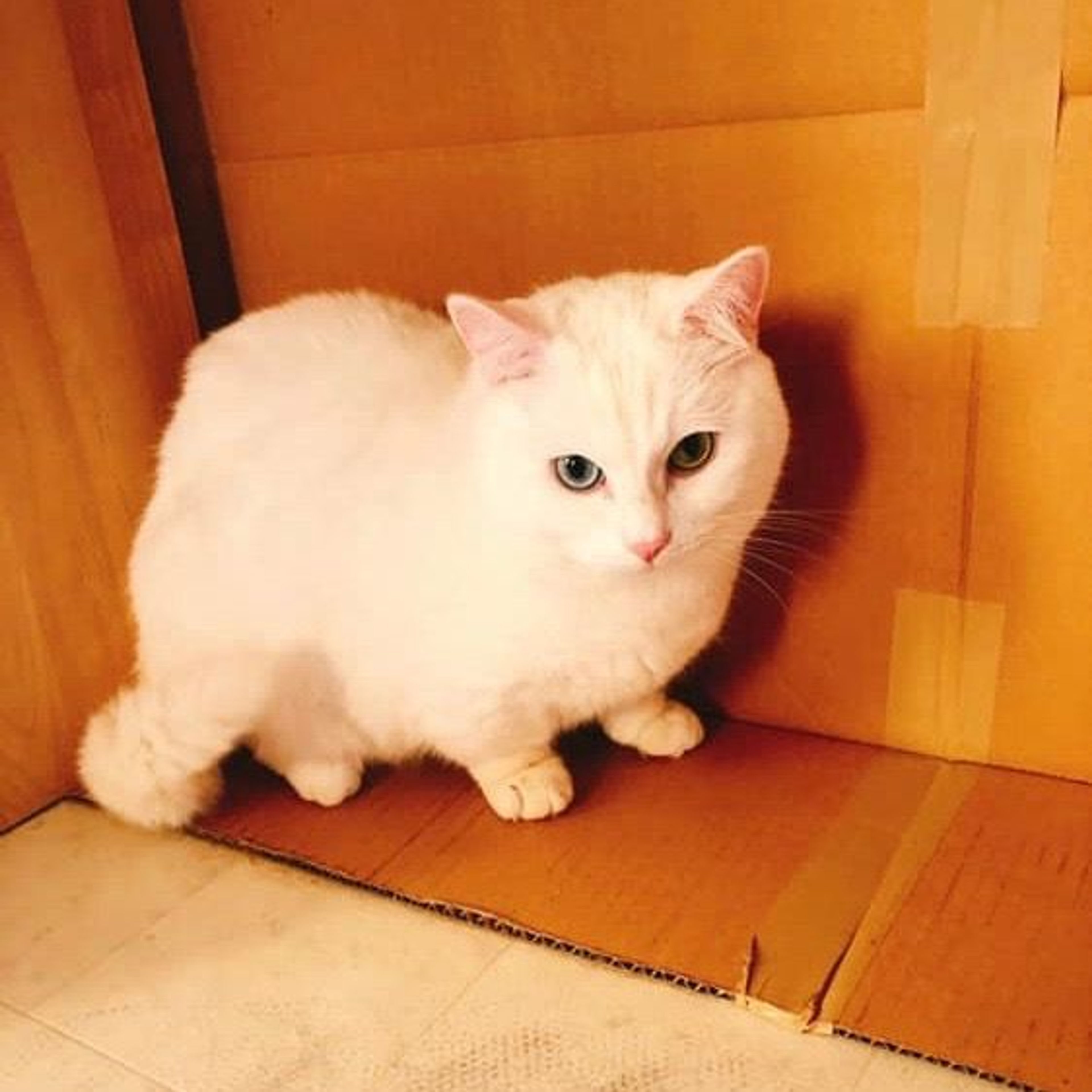 マンチカン・オスの里親募集の写真