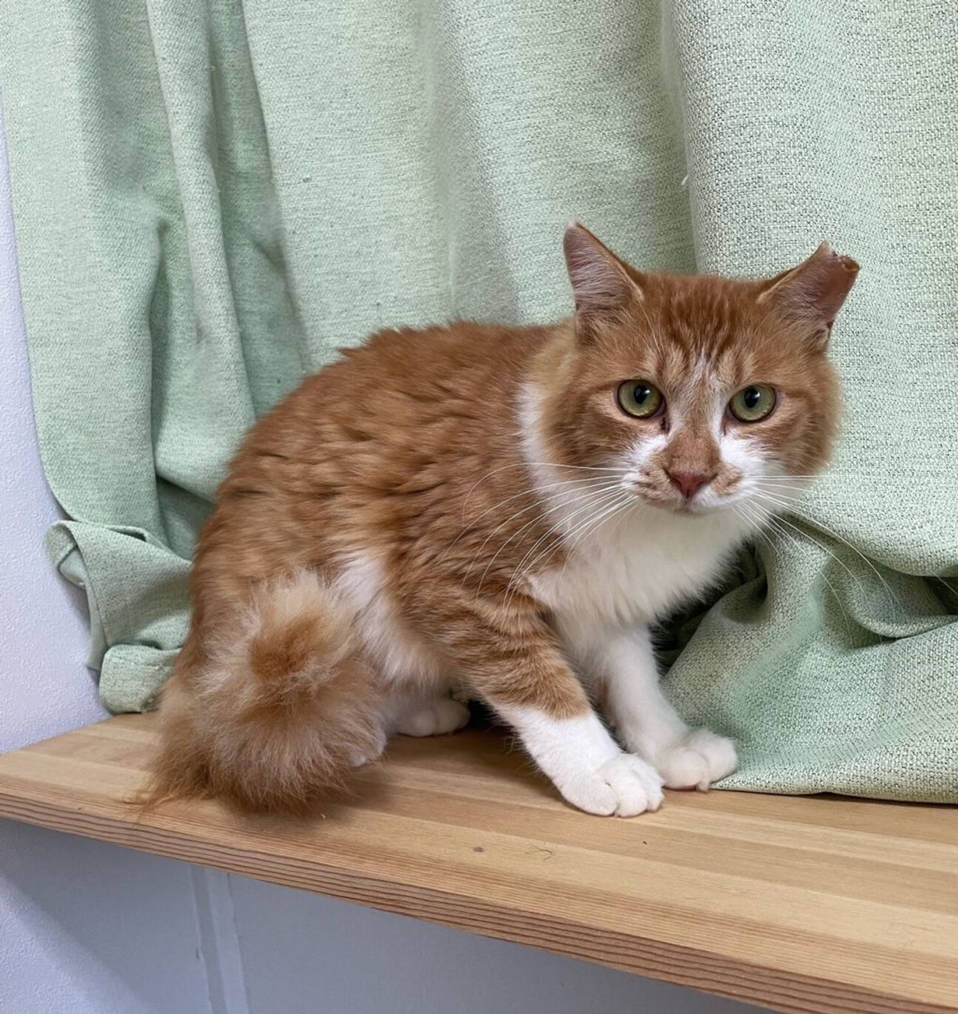 雑種（ミックス猫）・オスの里親募集の写真
