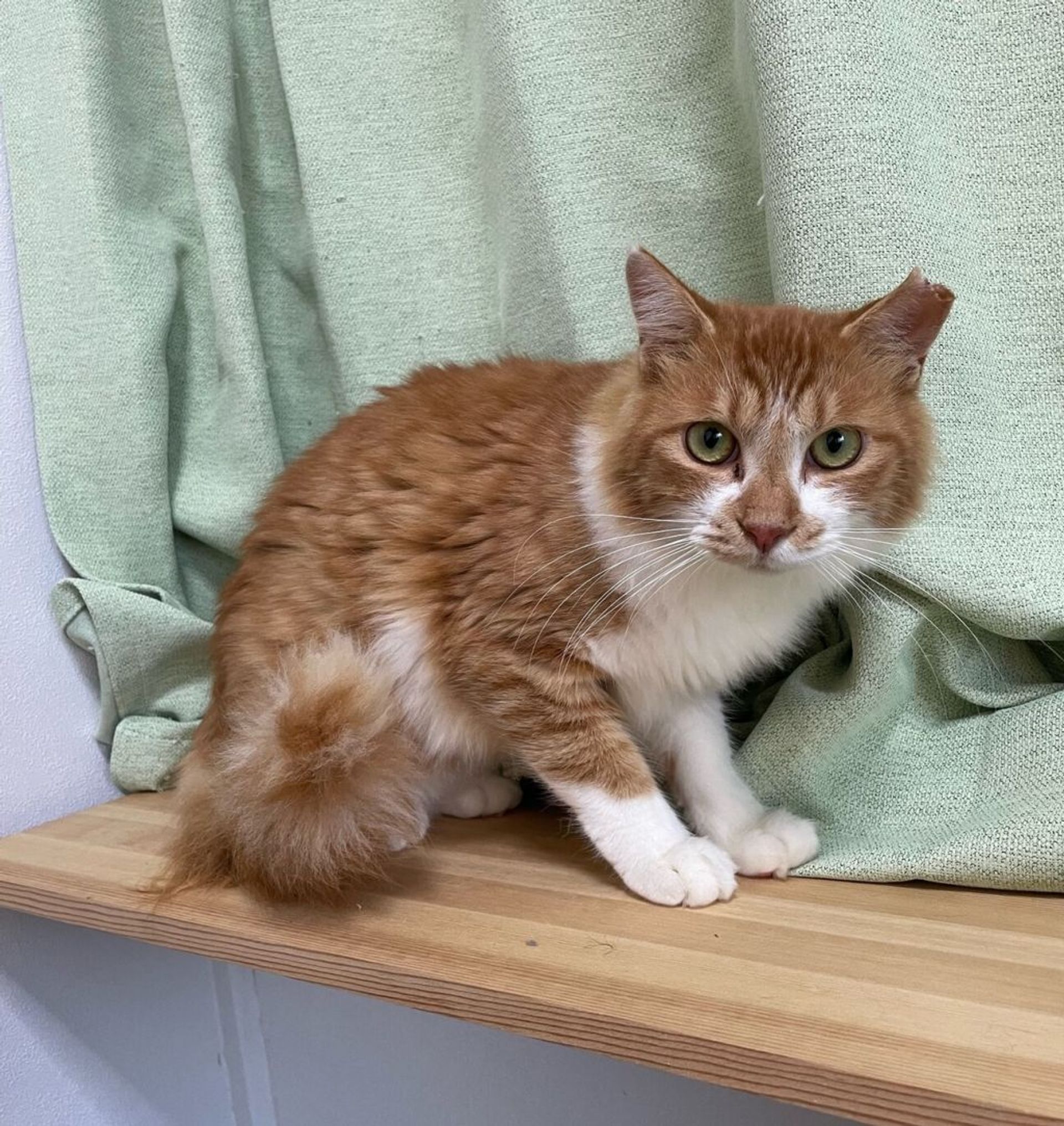 雑種（ミックス猫）・オスの里親募集の写真
