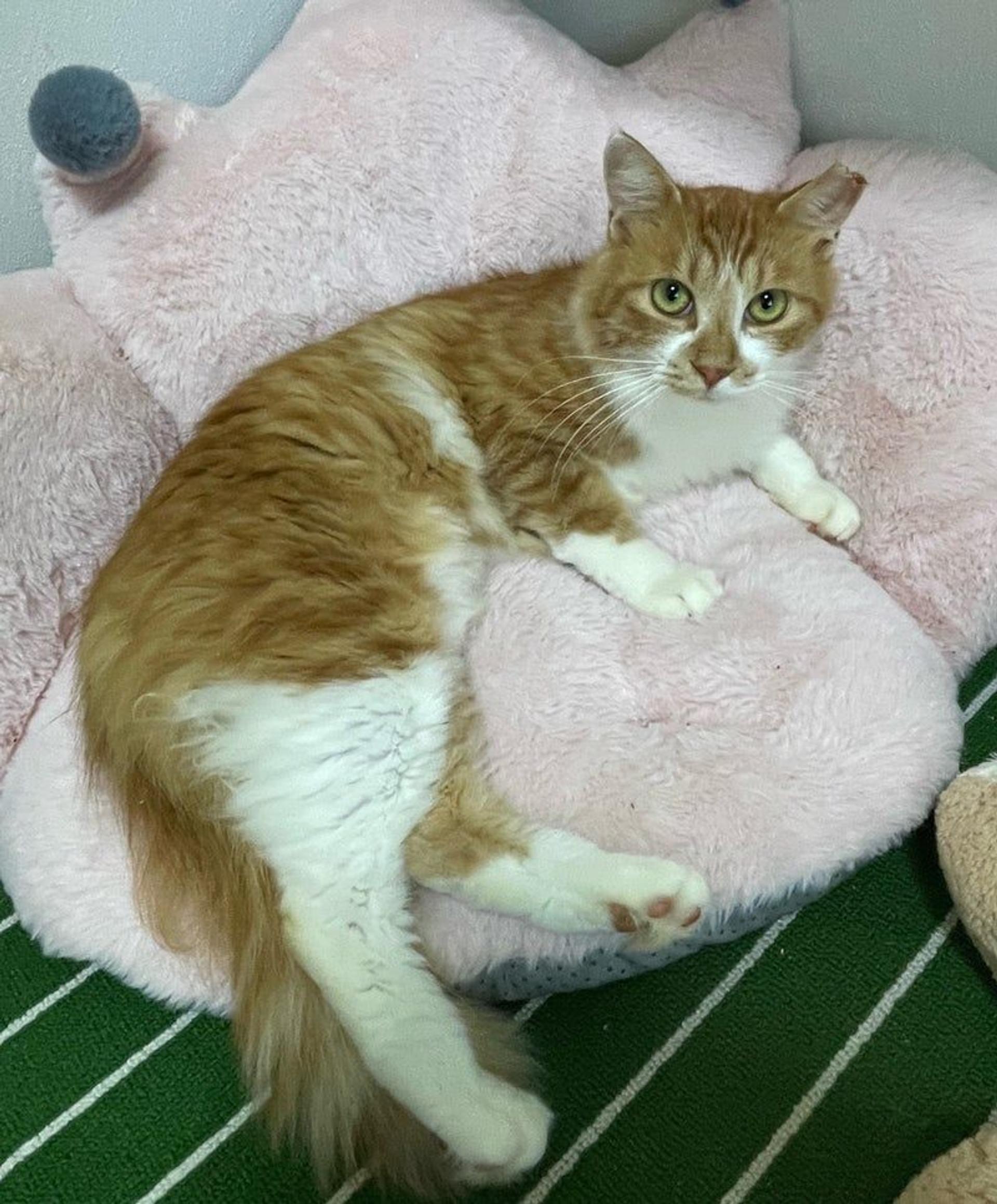 pet-image-2