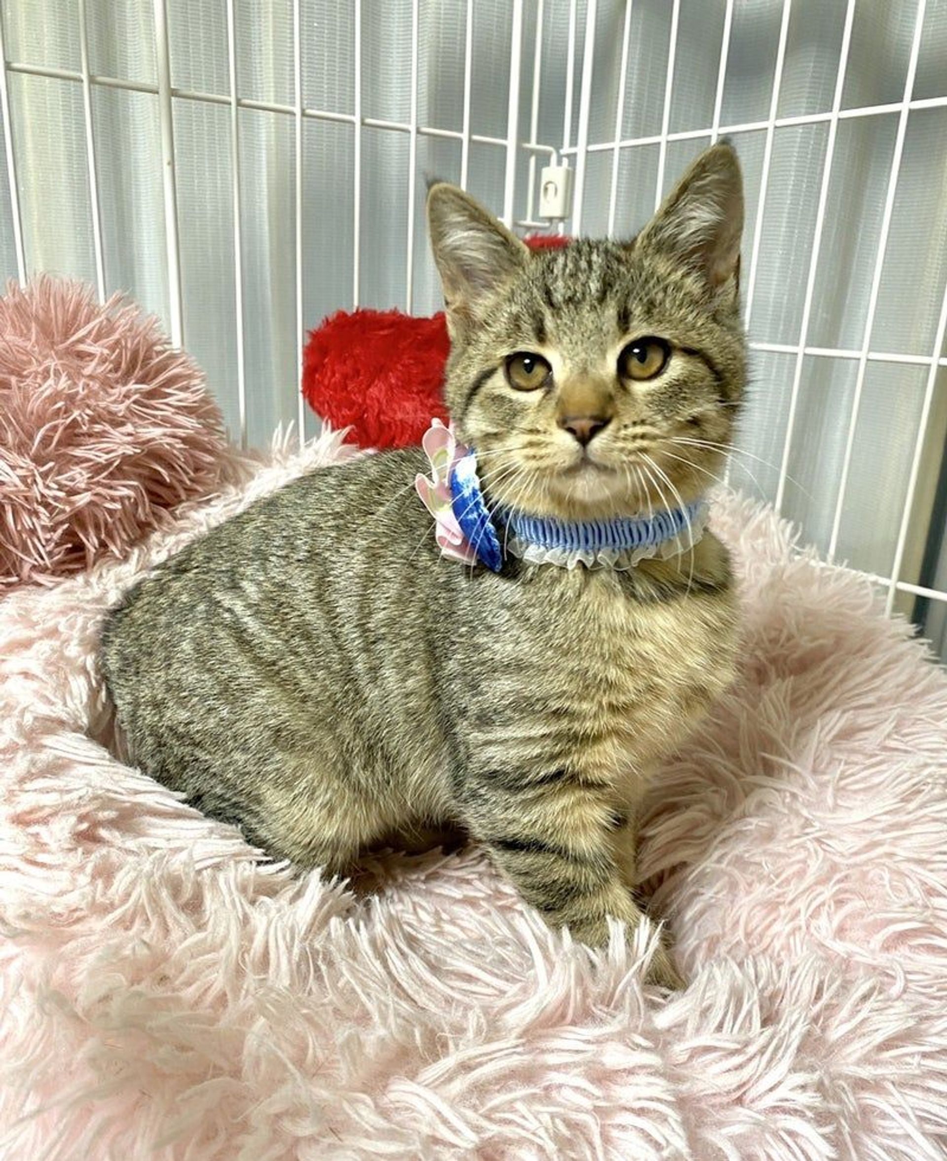 雑種（ミックス猫）・オスの里親募集の写真