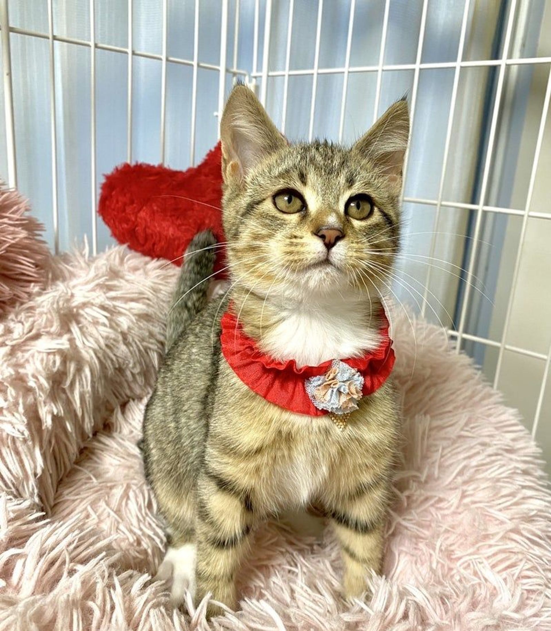 雑種（ミックス猫）・メスの里親募集の写真
