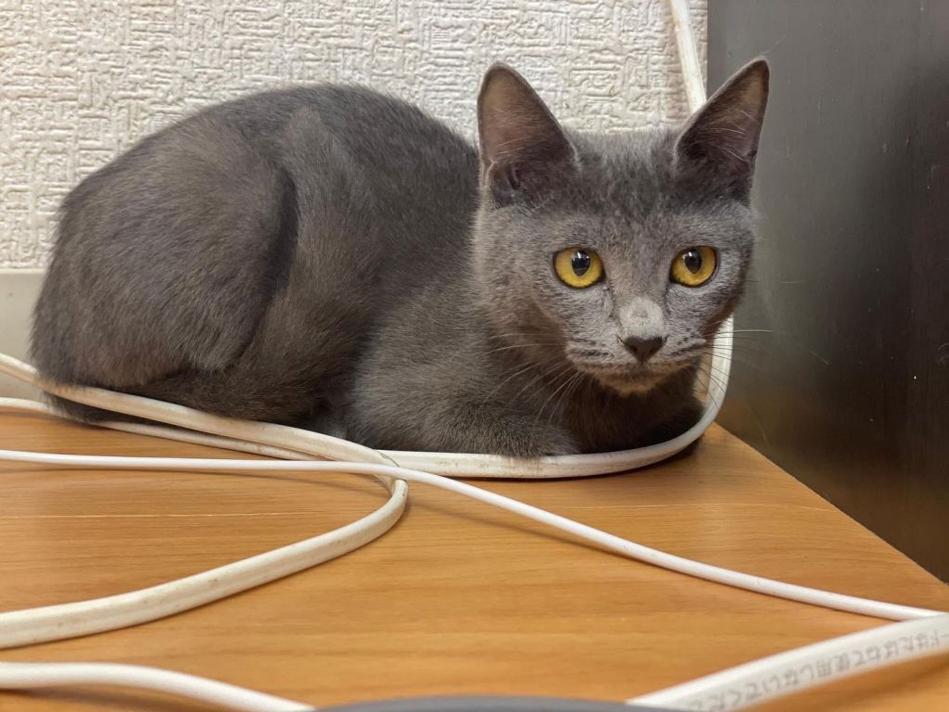 雑種（ミックス猫）・メスの里親募集の写真