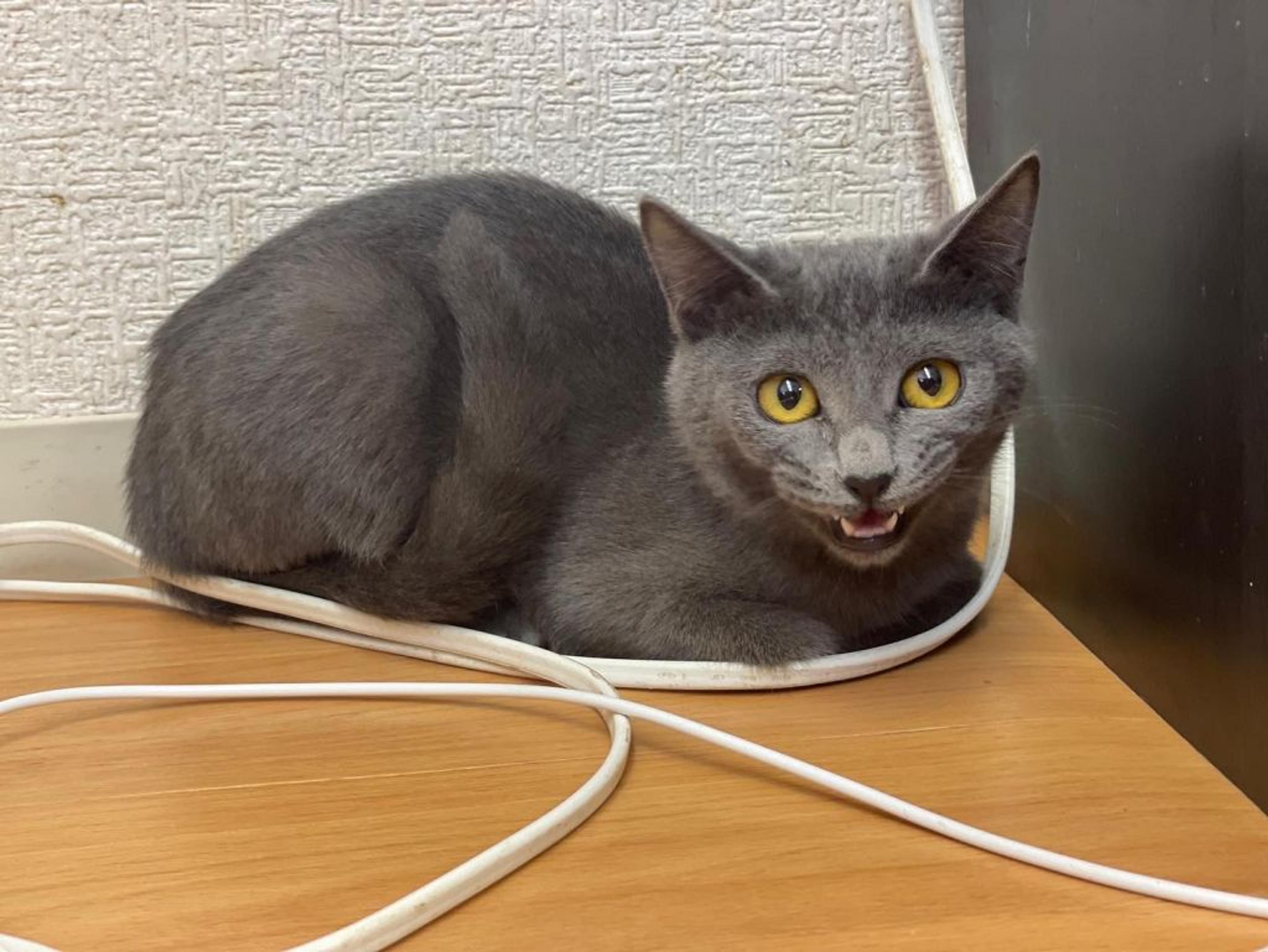 pet-image-2