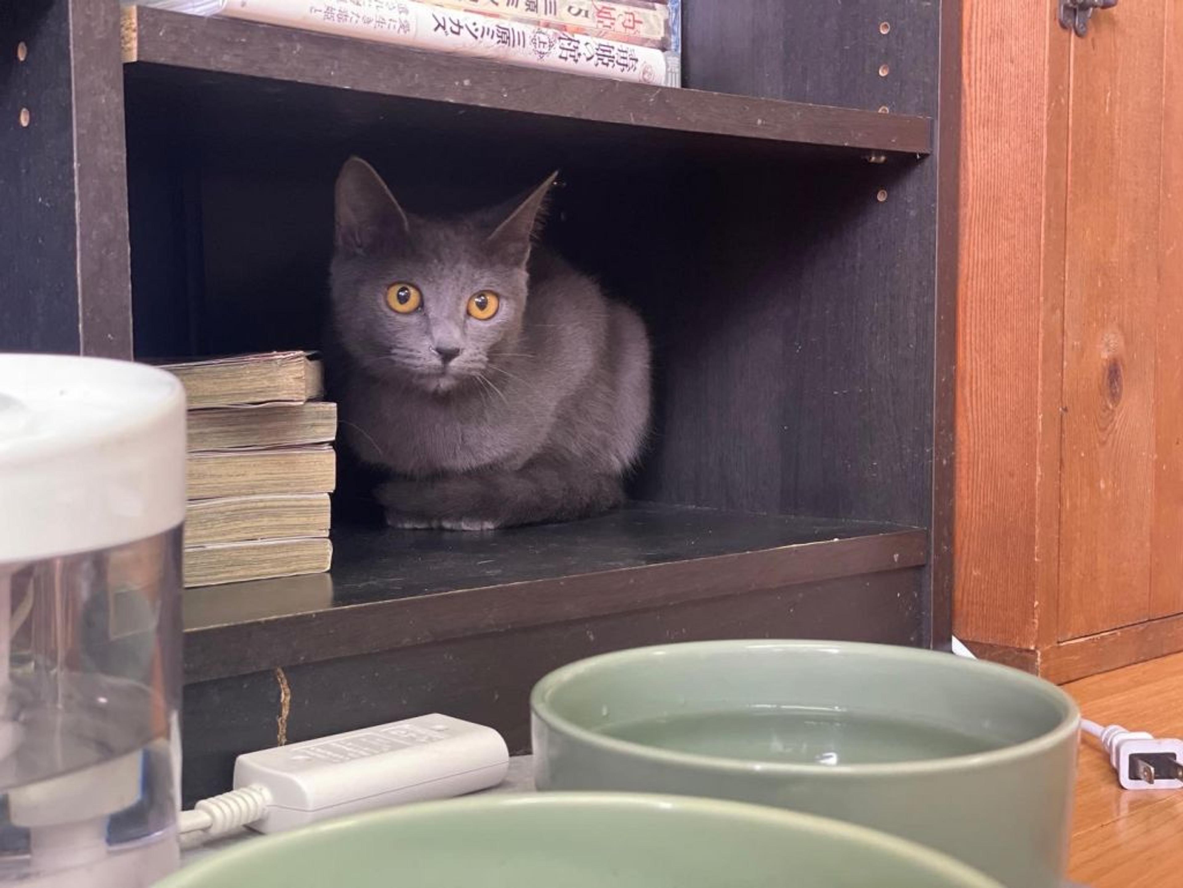pet-image-3