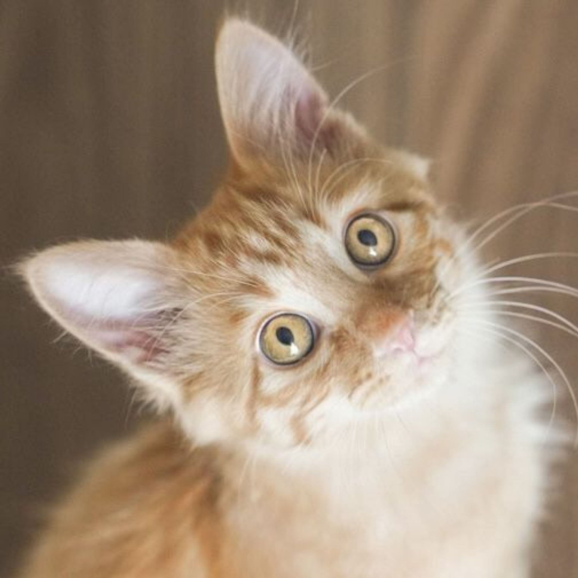 雑種（ミックス猫）・オスの里親募集の写真