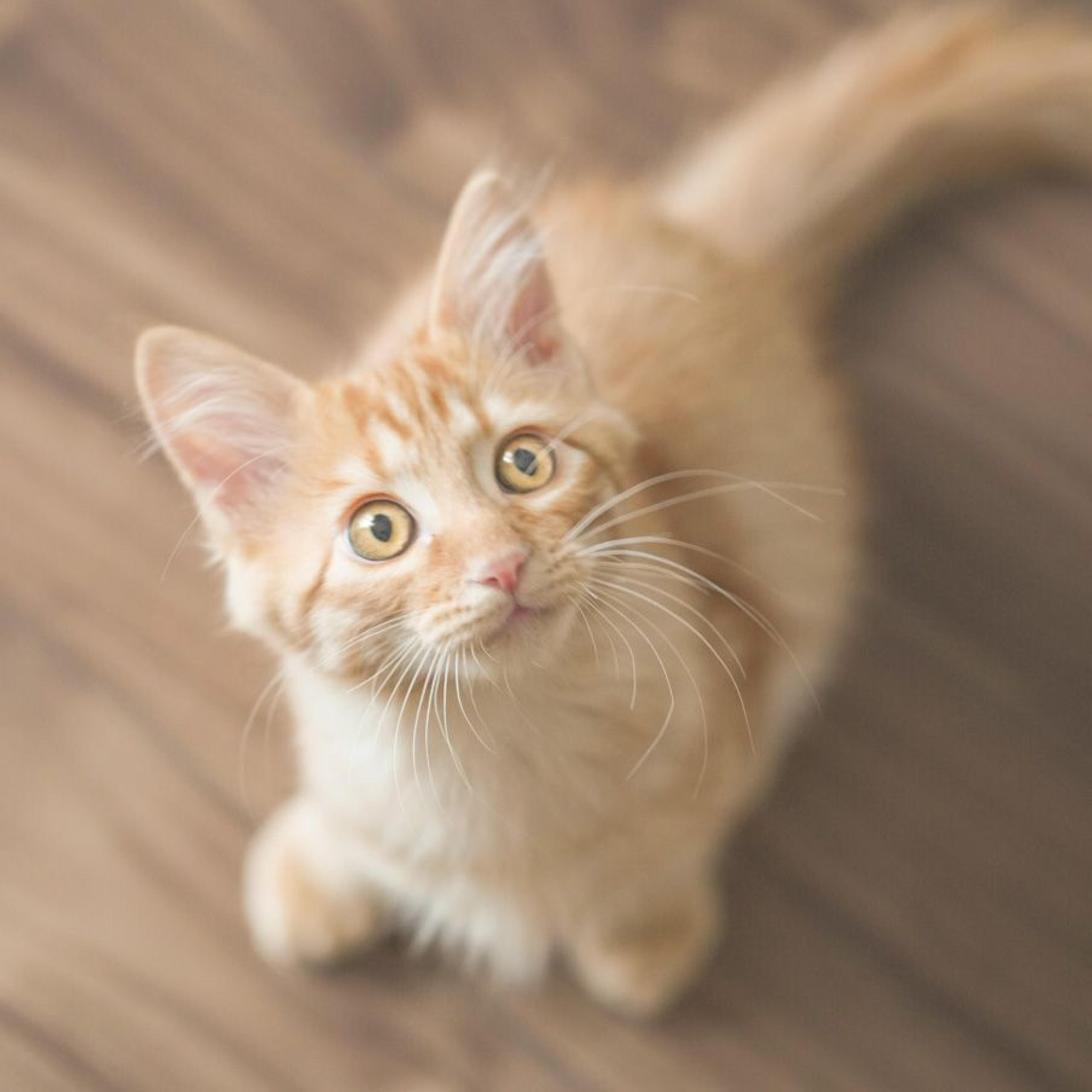 pet-image-4
