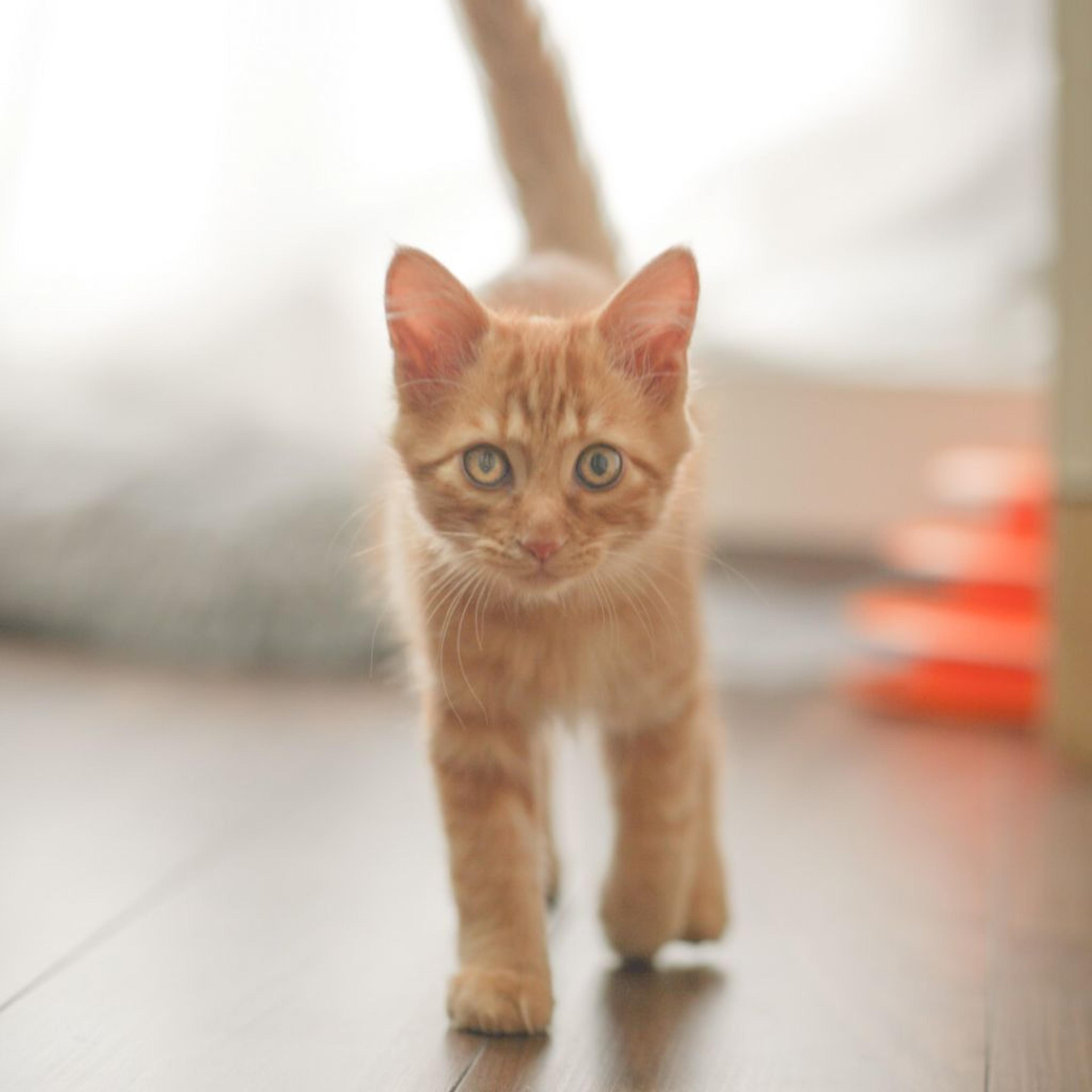 pet-image-5
