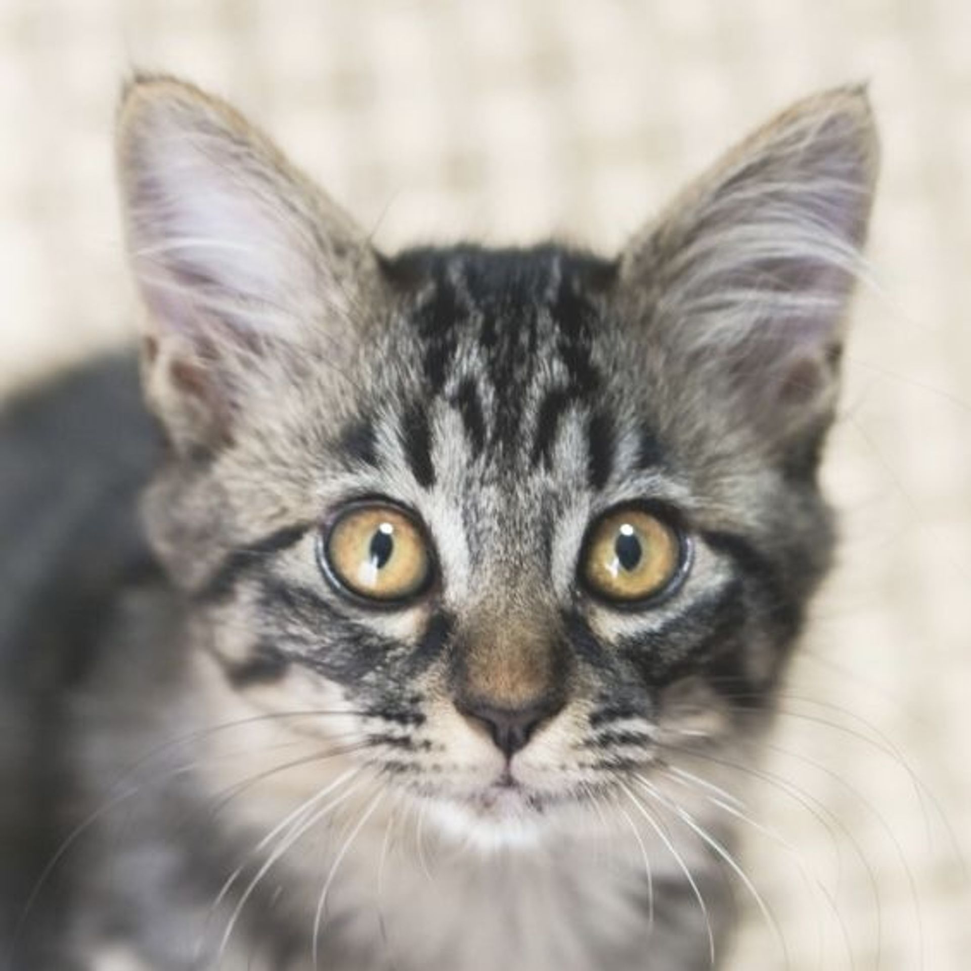 雑種（ミックス猫）・メスの里親募集の写真