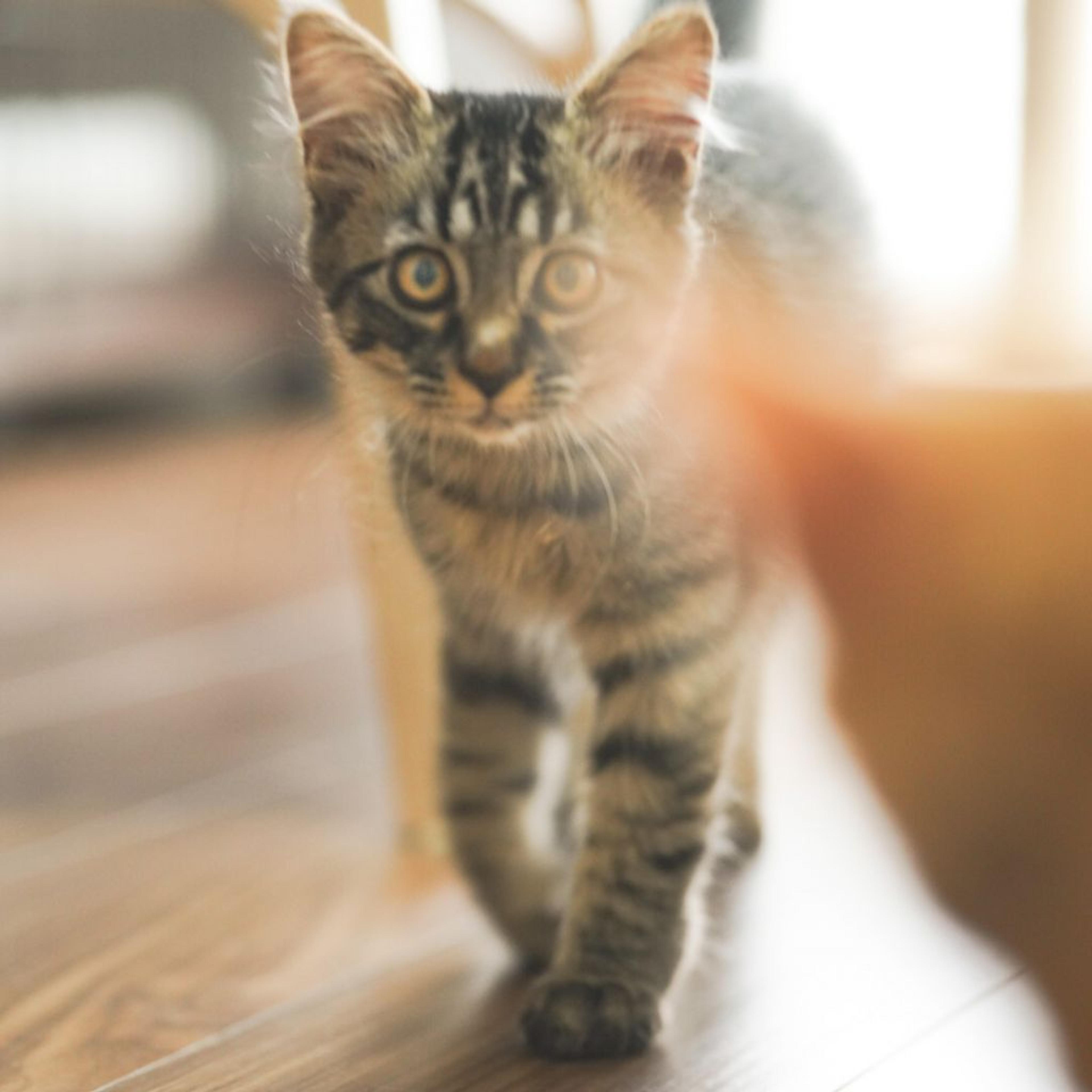 pet-image-4