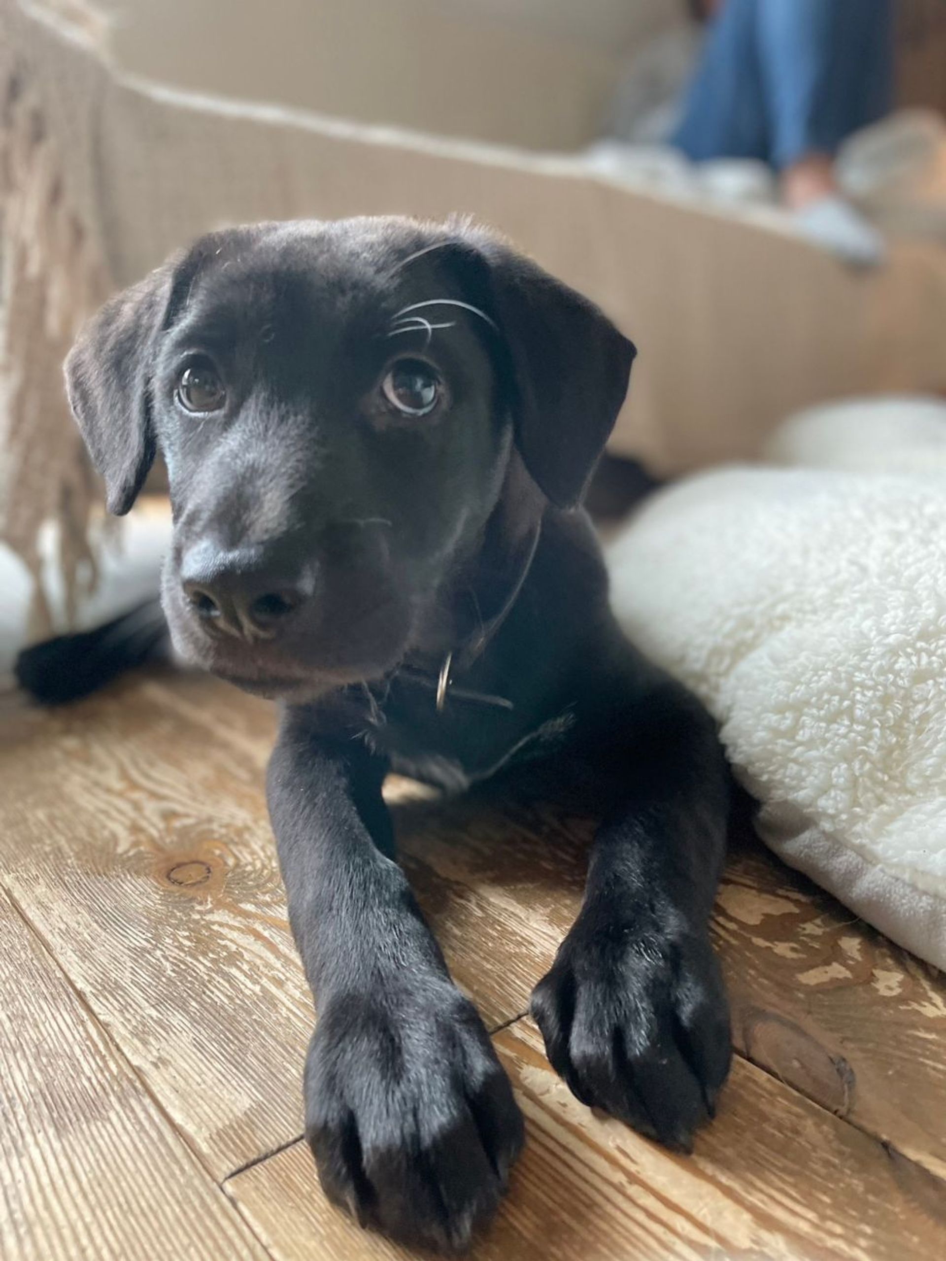 雑種（ミックス犬）・オスの里親募集の写真