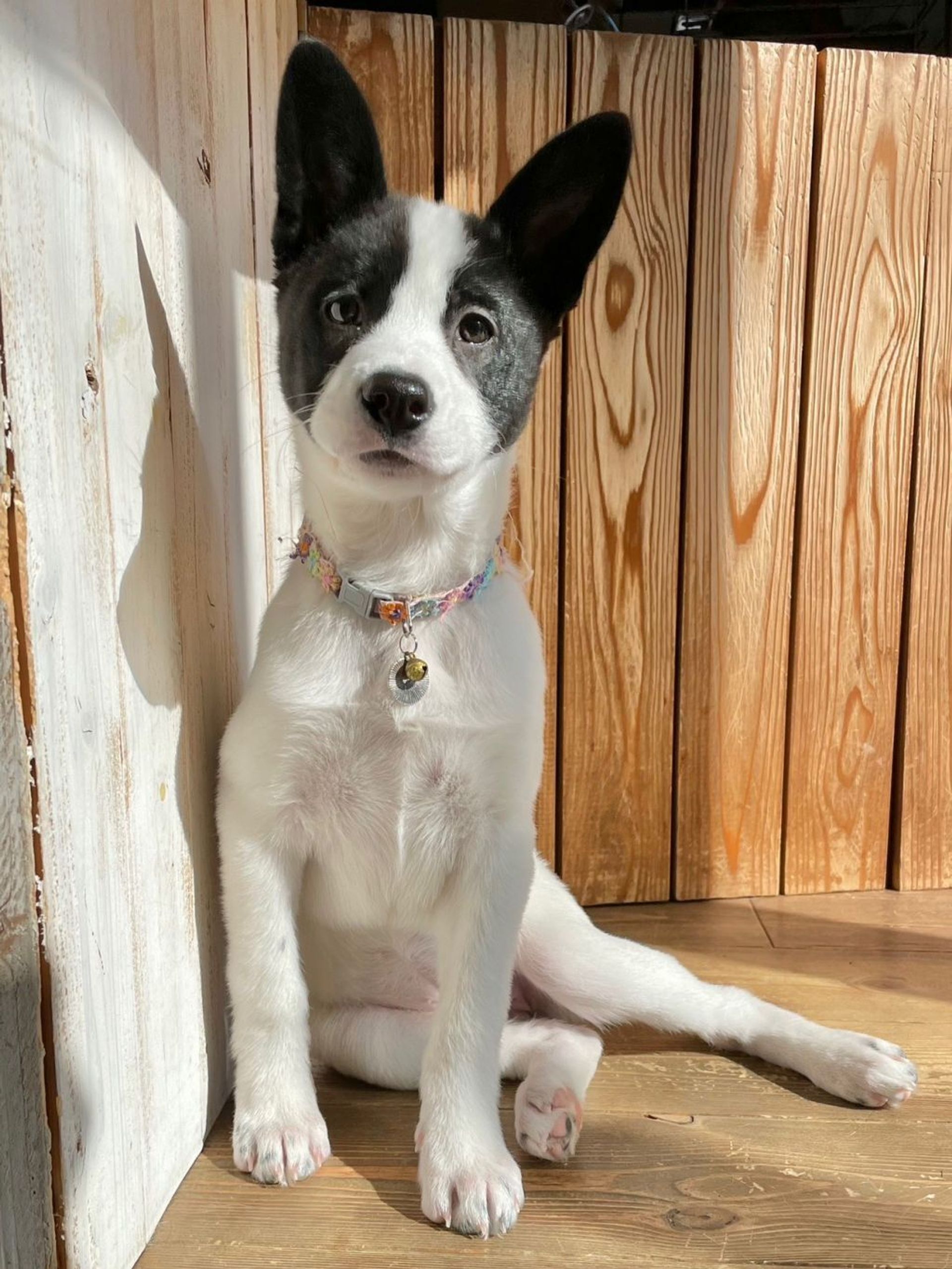 雑種（ミックス犬）・メスの里親募集の写真