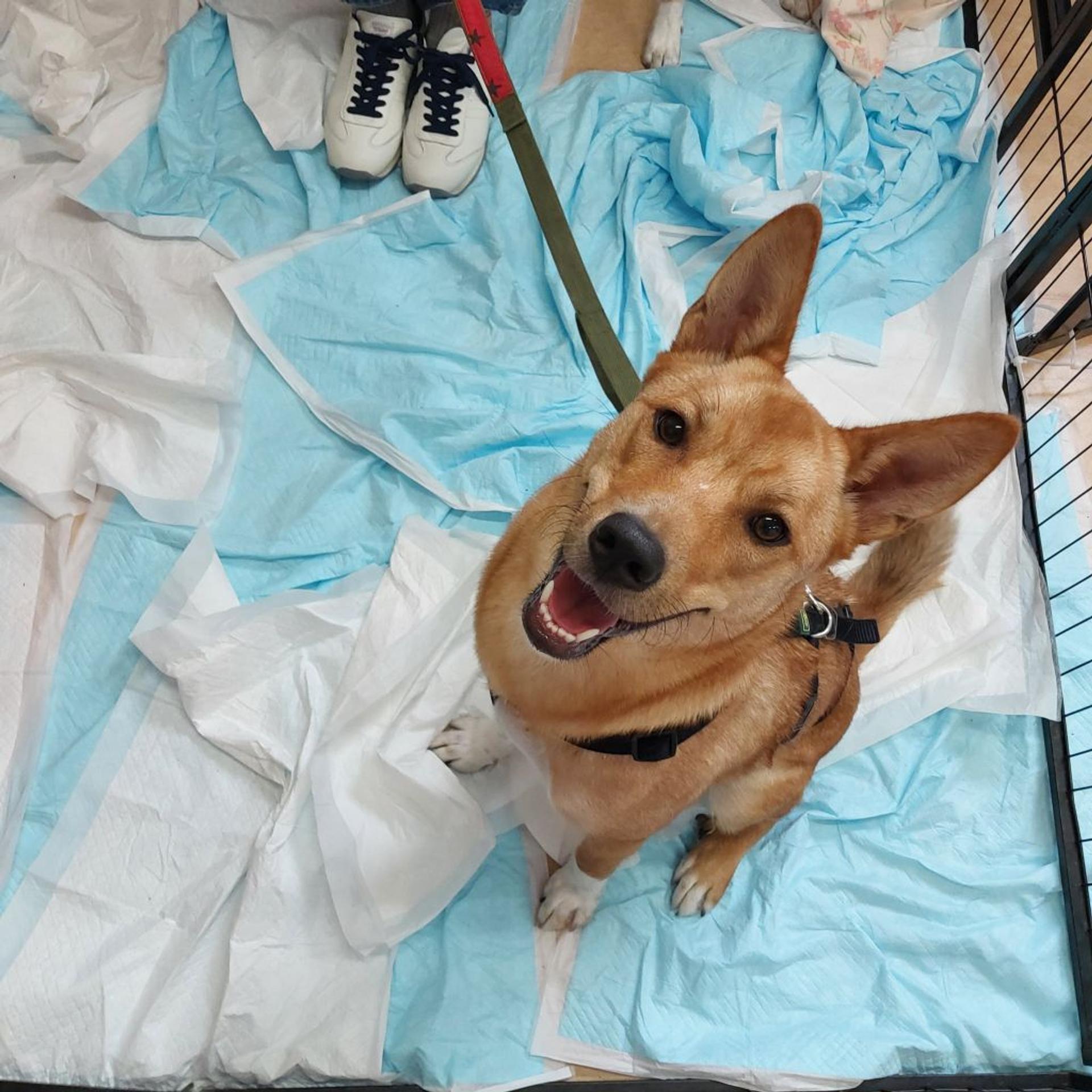 pet-image-7