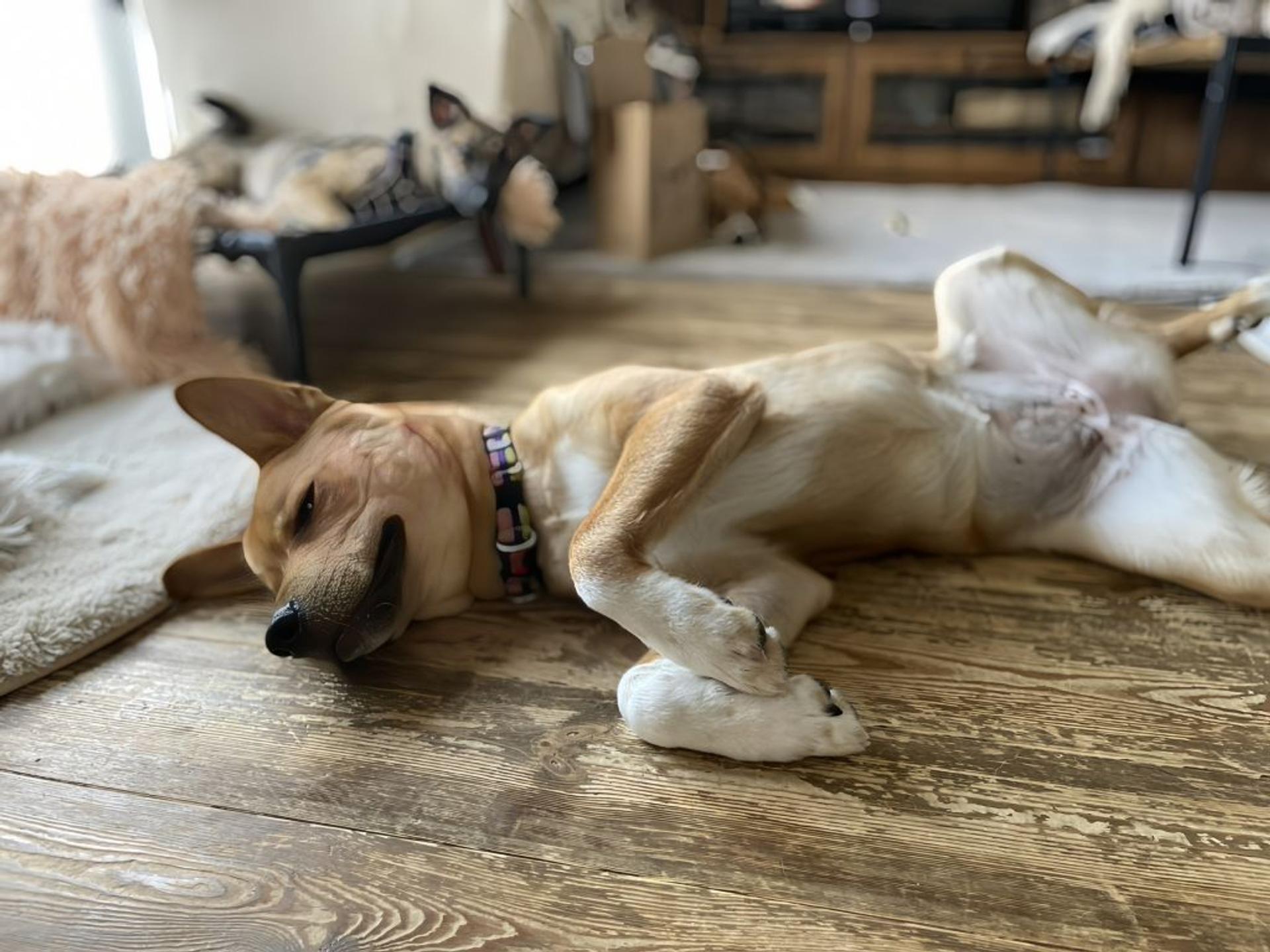 pet-image-3