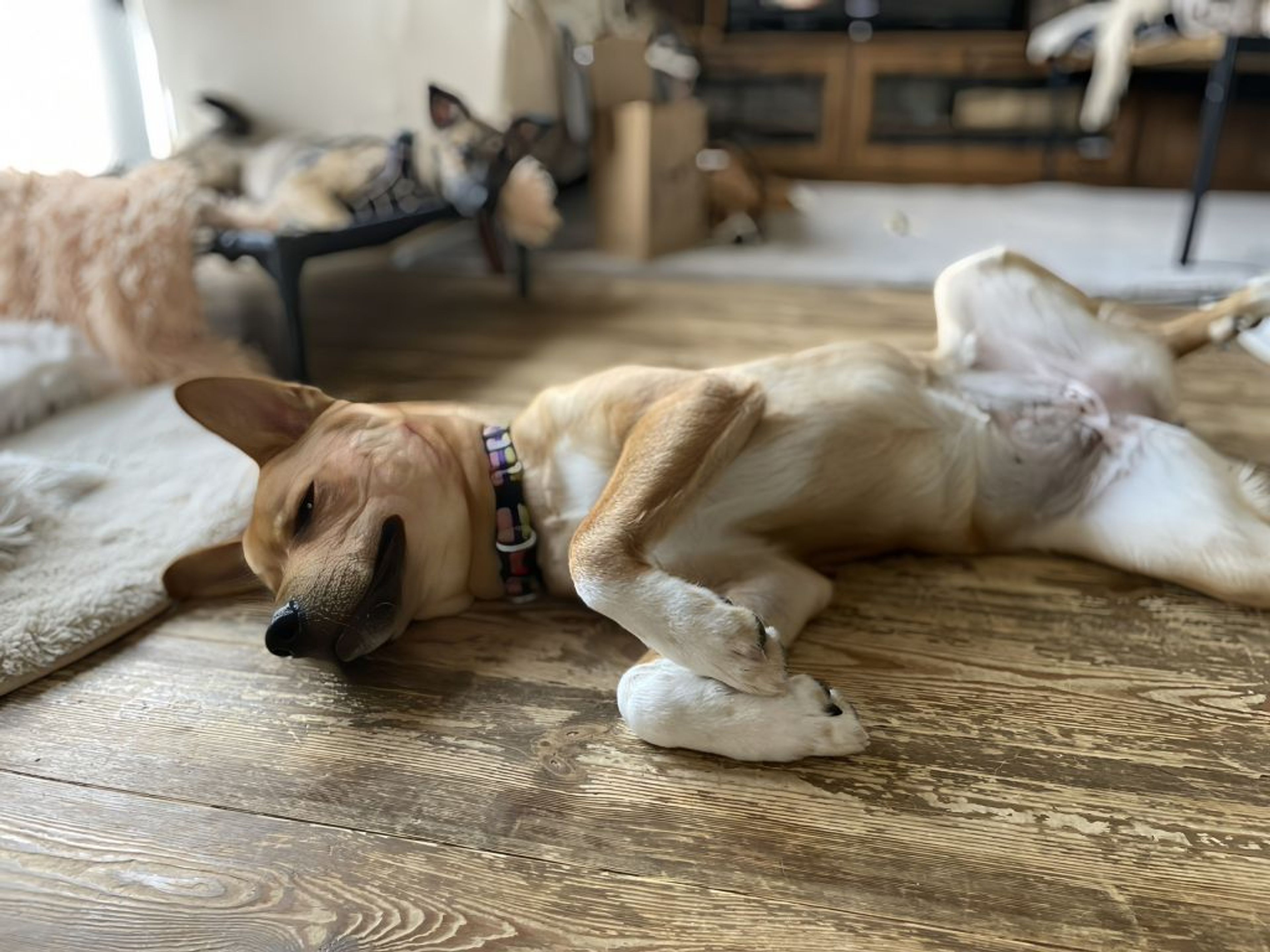 pet-image-3