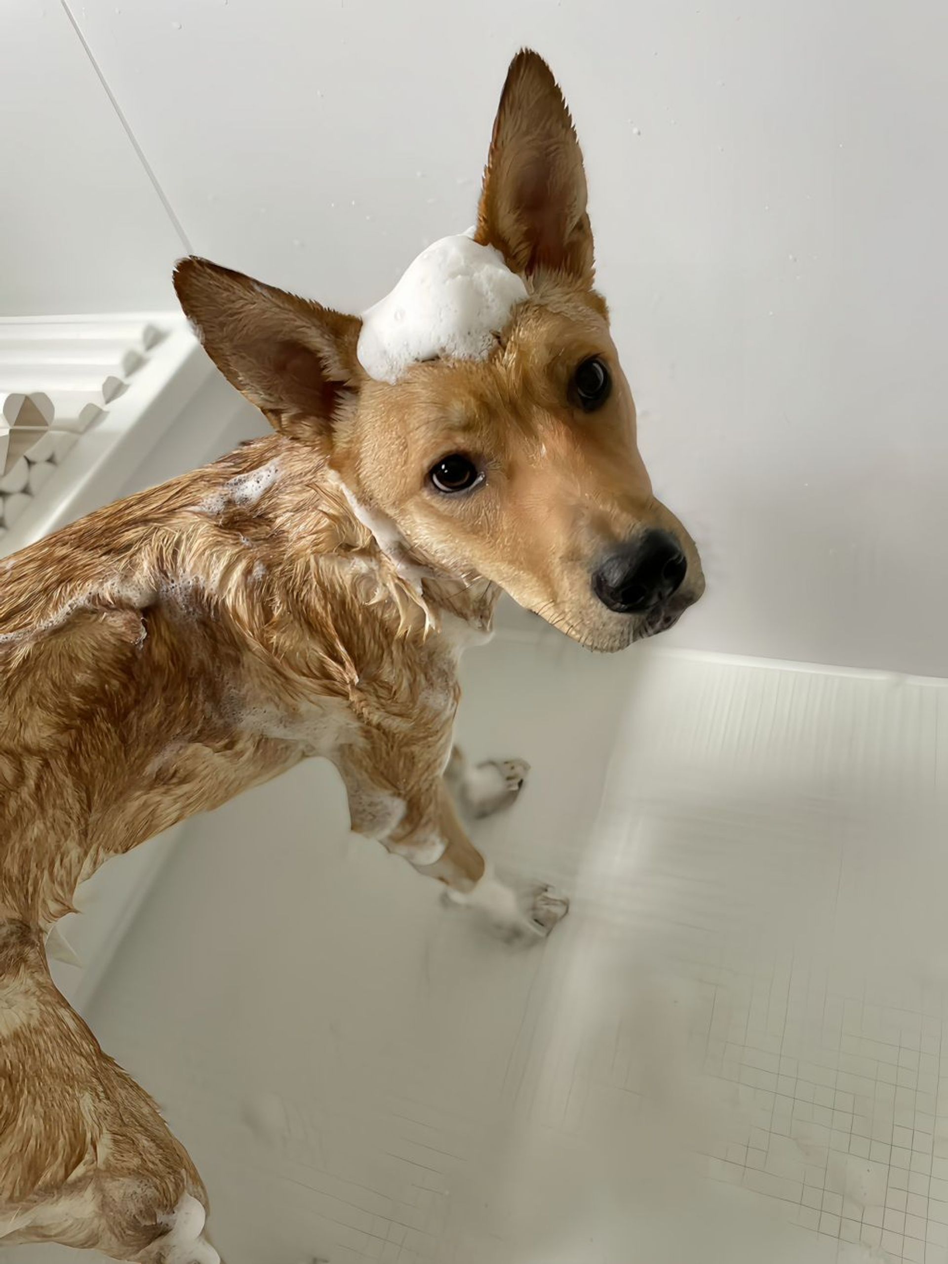 雑種（ミックス犬）・メスの里親募集の写真