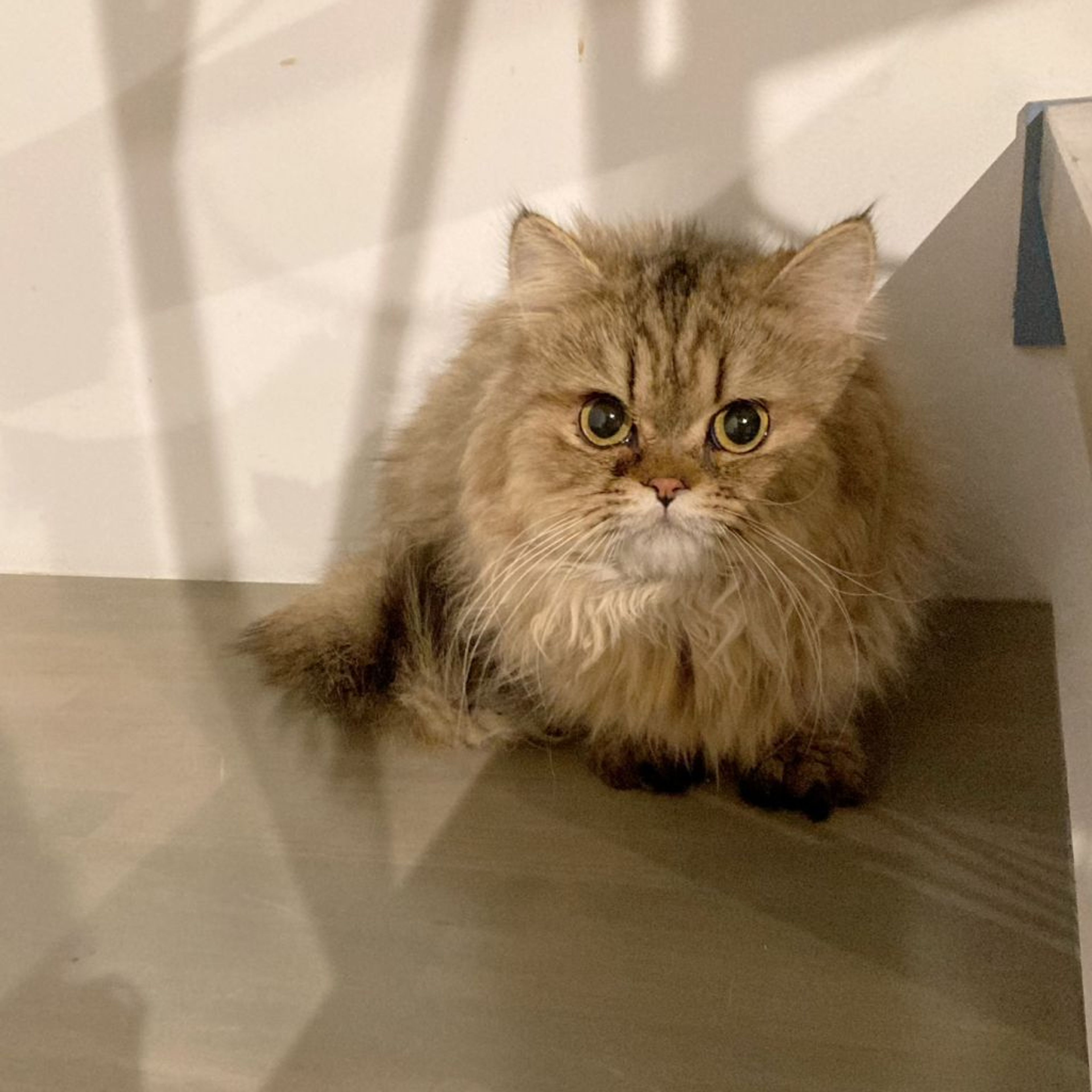 ペルシャ・オスの里親募集の写真