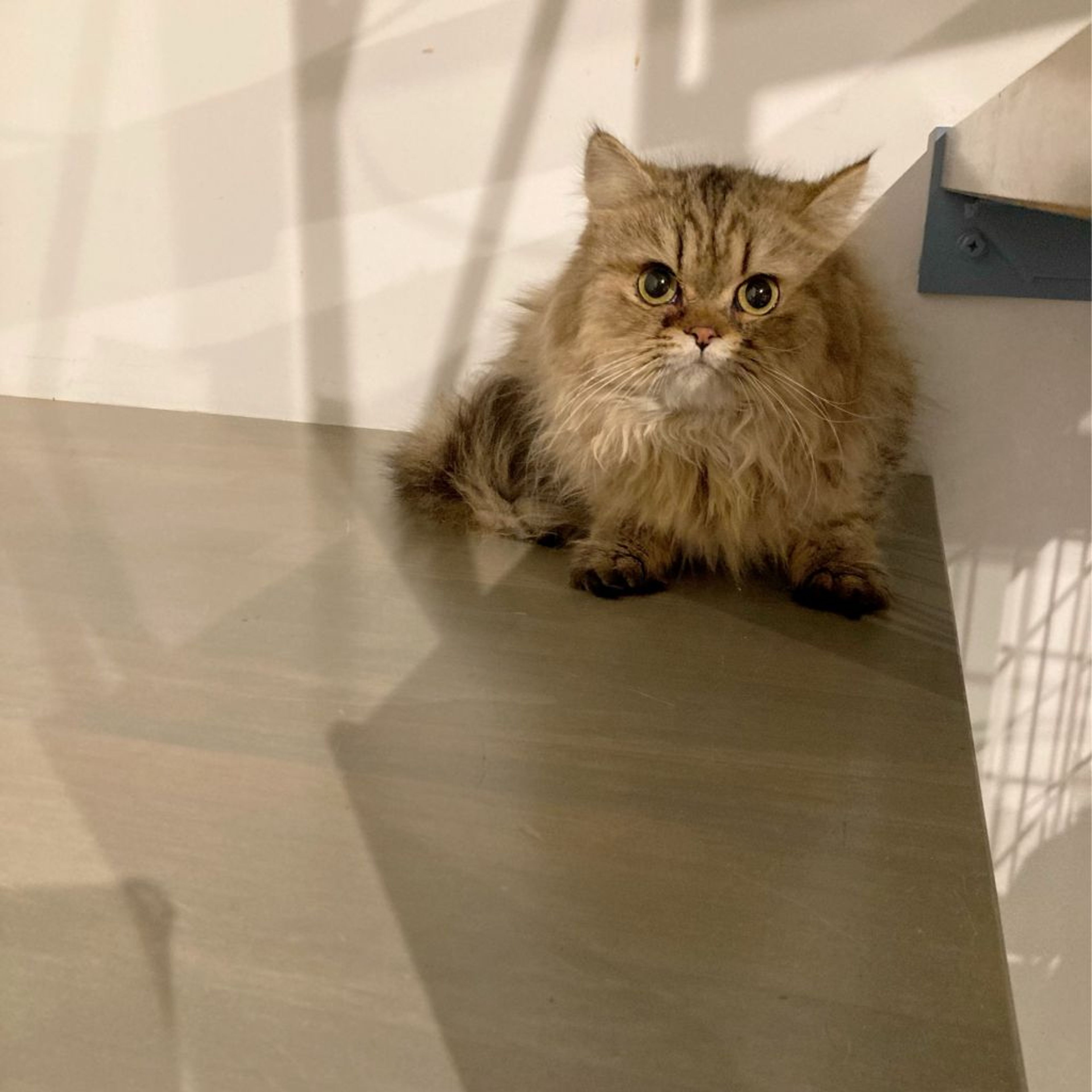 pet-image-2