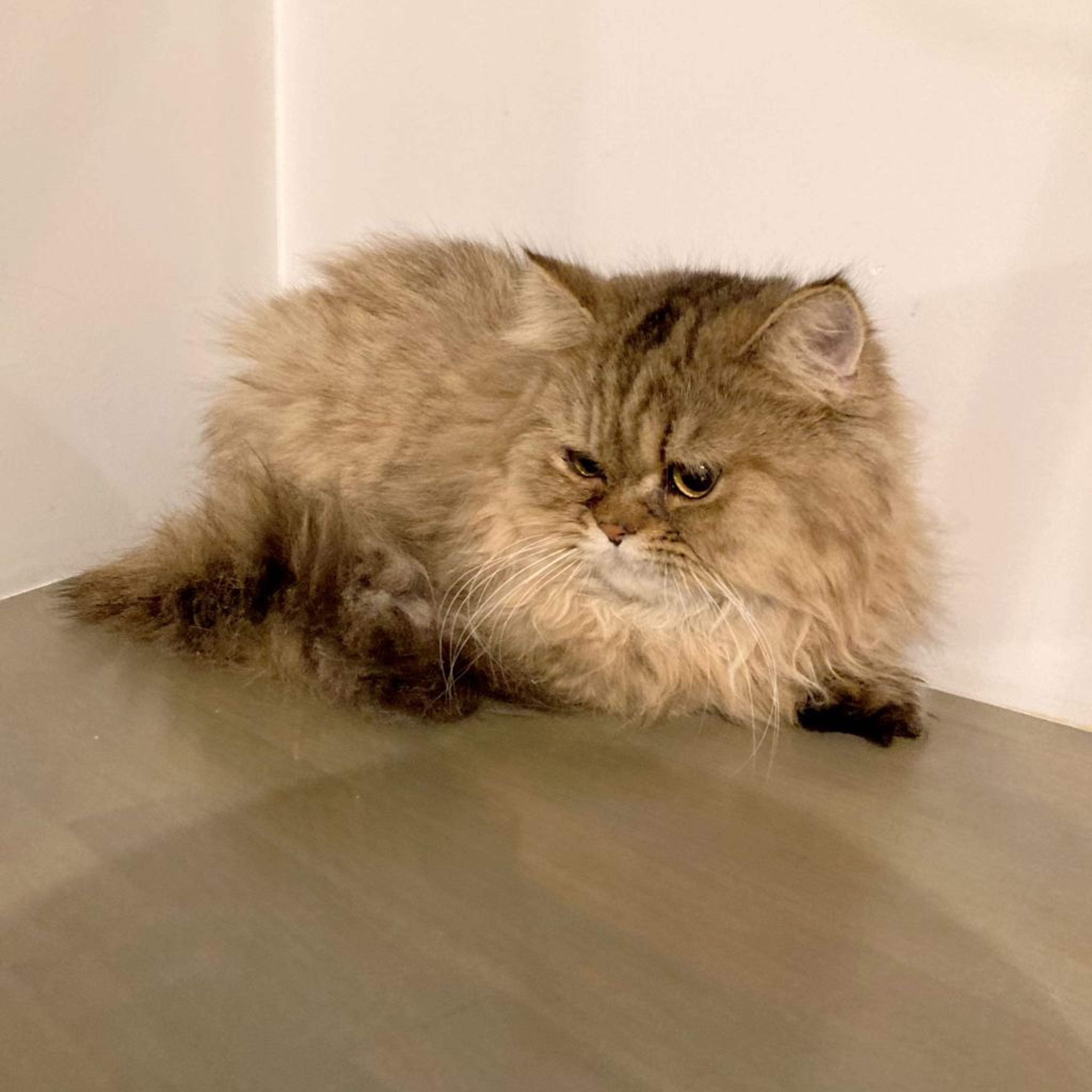 pet-image-3
