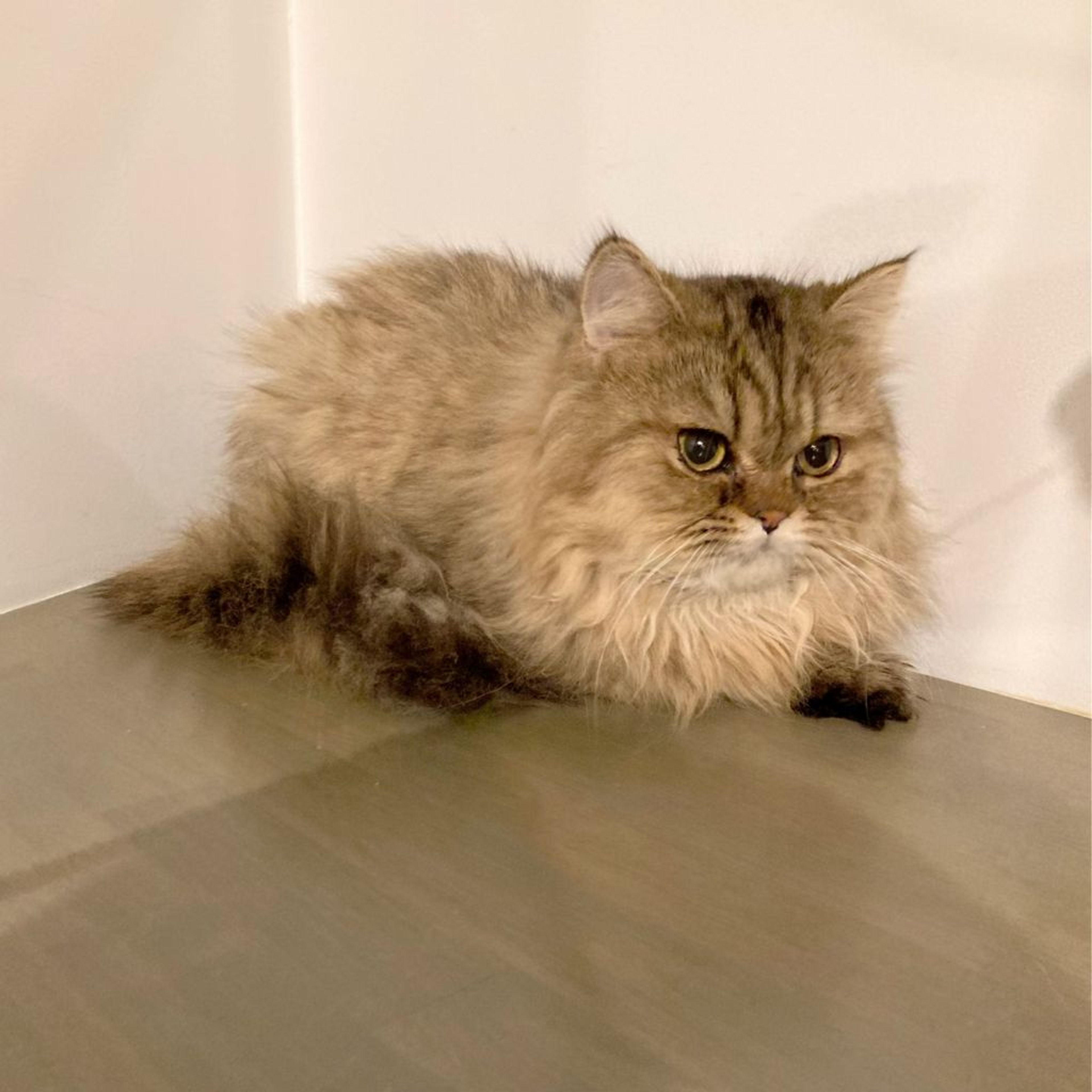 pet-image-4