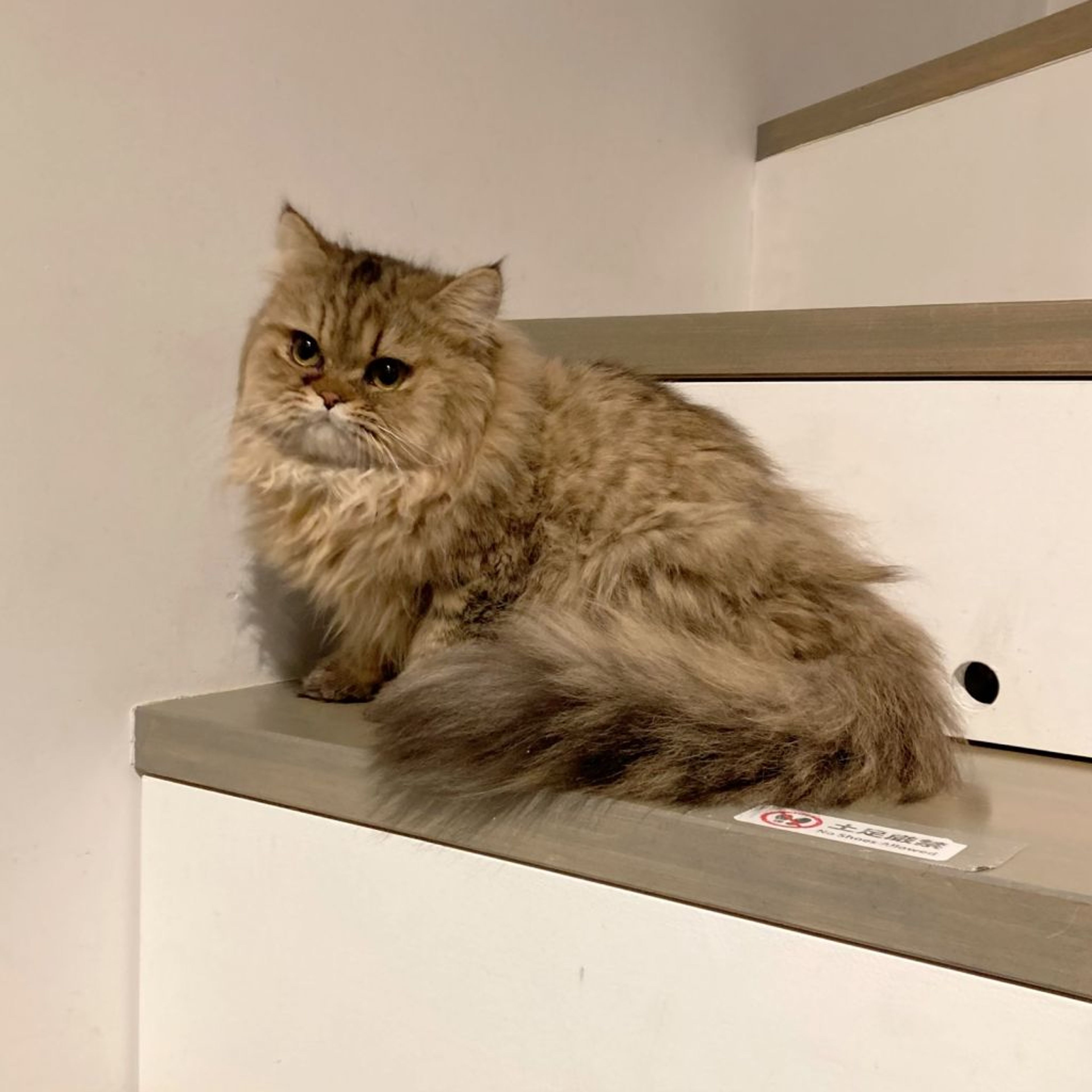 pet-image-5