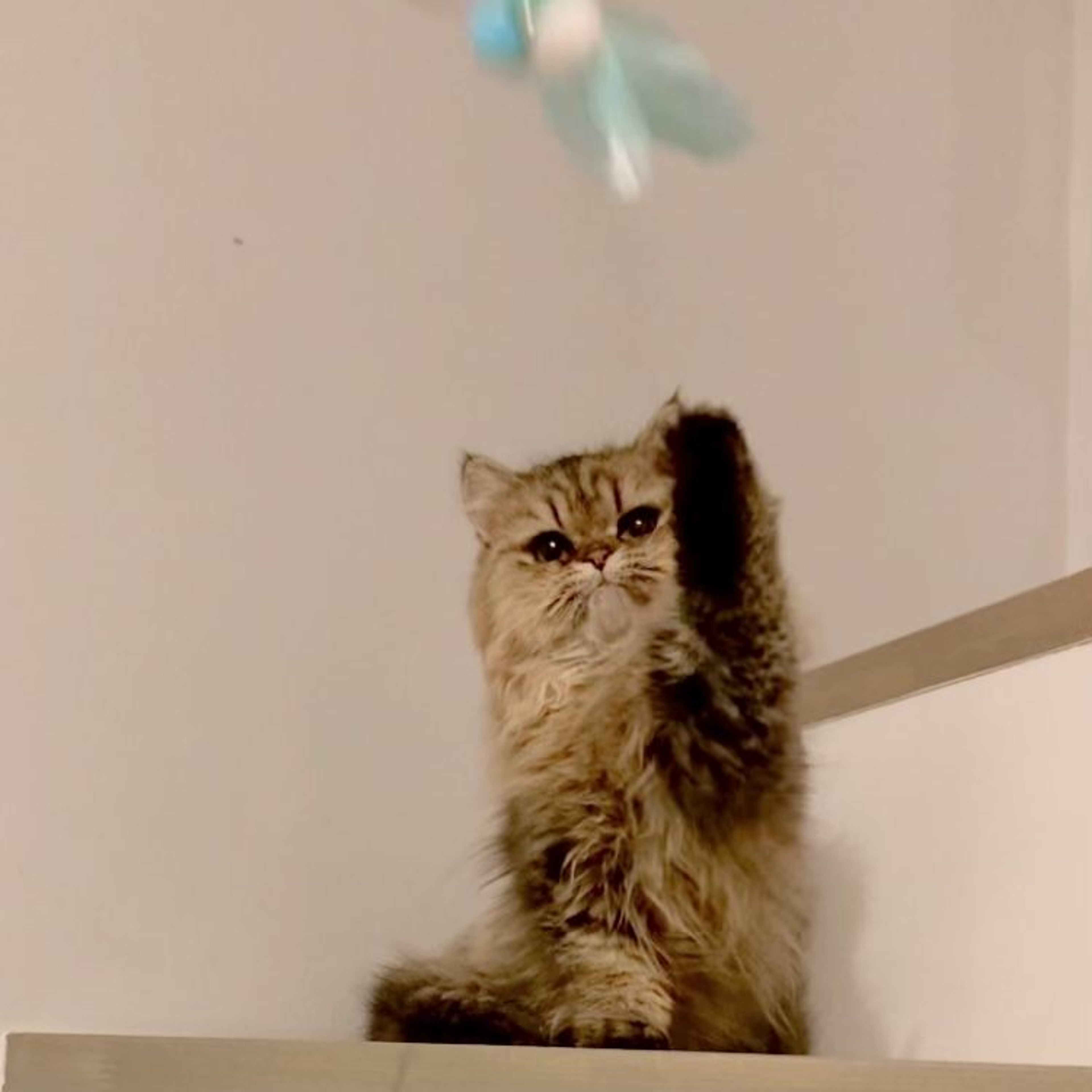 pet-image-6