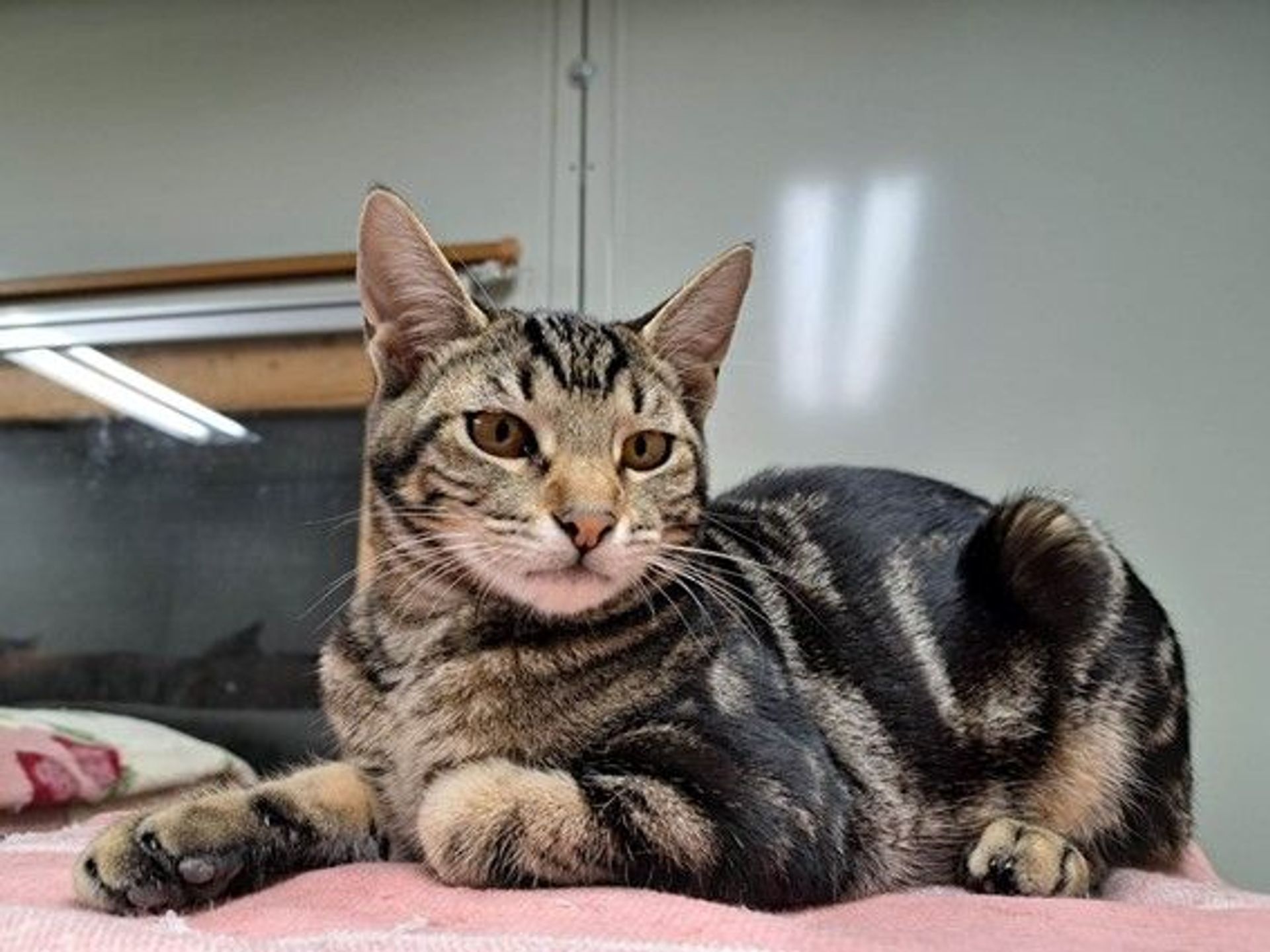 雑種（ミックス猫）・メスの里親募集の写真