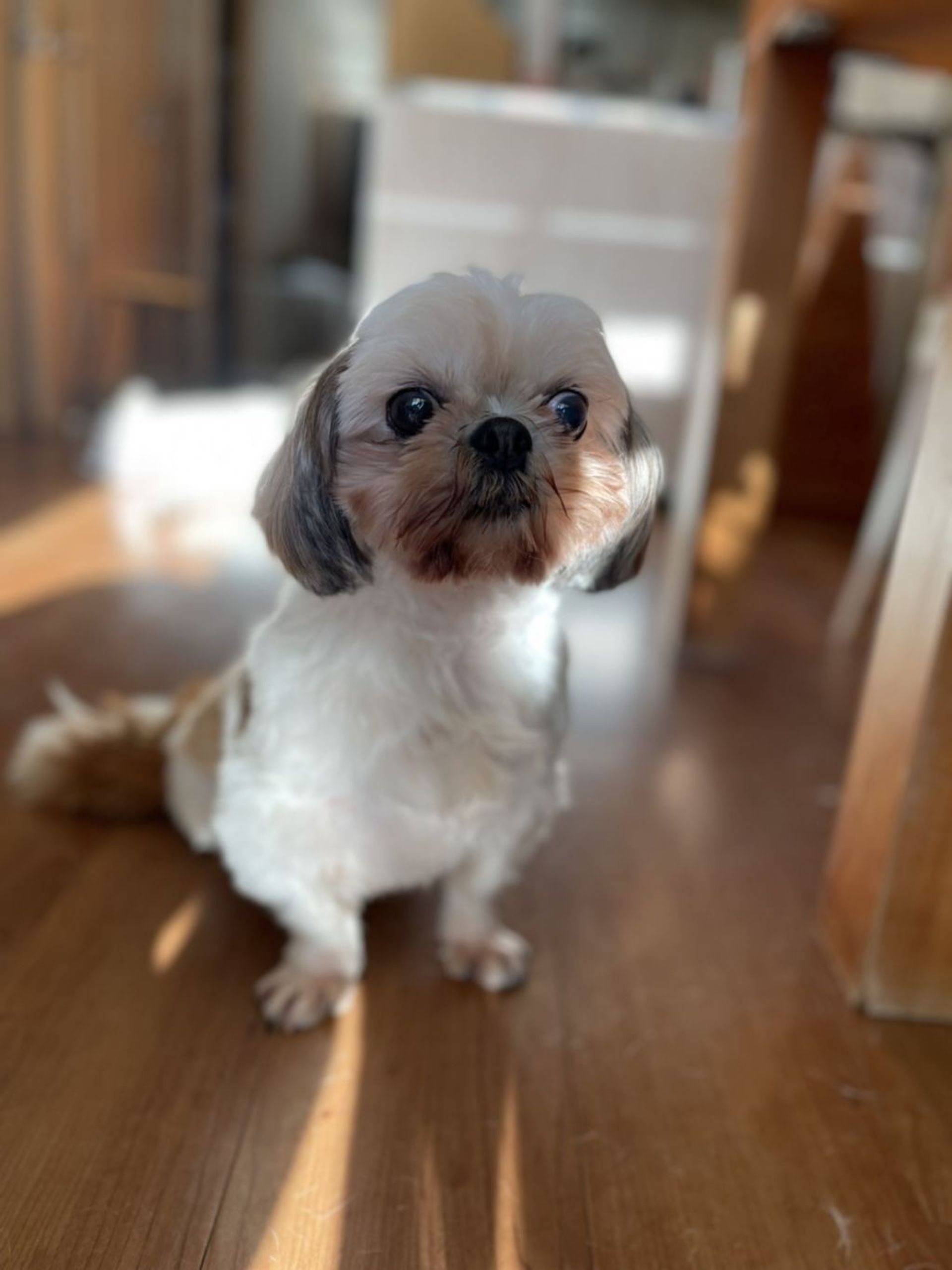 シーズー・メスの里親募集の写真