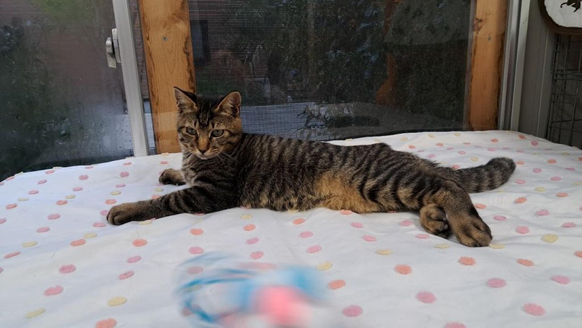 pet-image-2